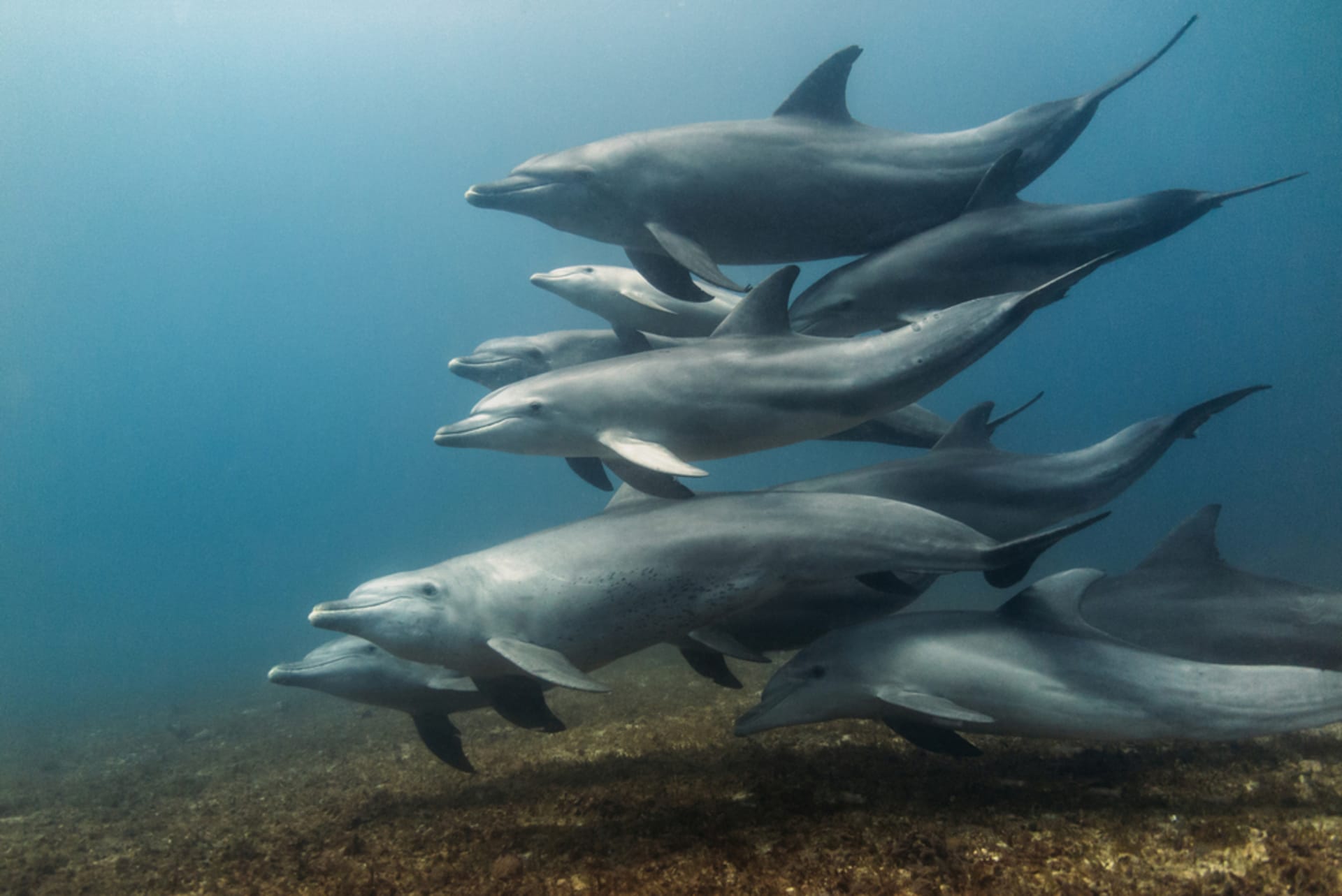 Mikurajima Wild Dolphin Swim