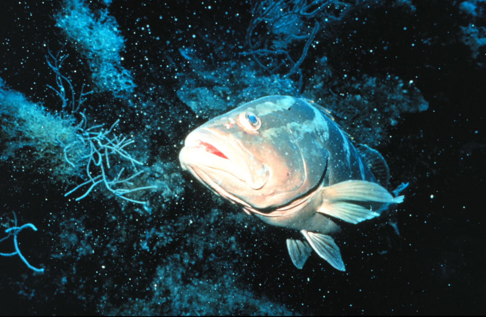 Nassau Grouper Spawning Aggregations (Grouper Moon)