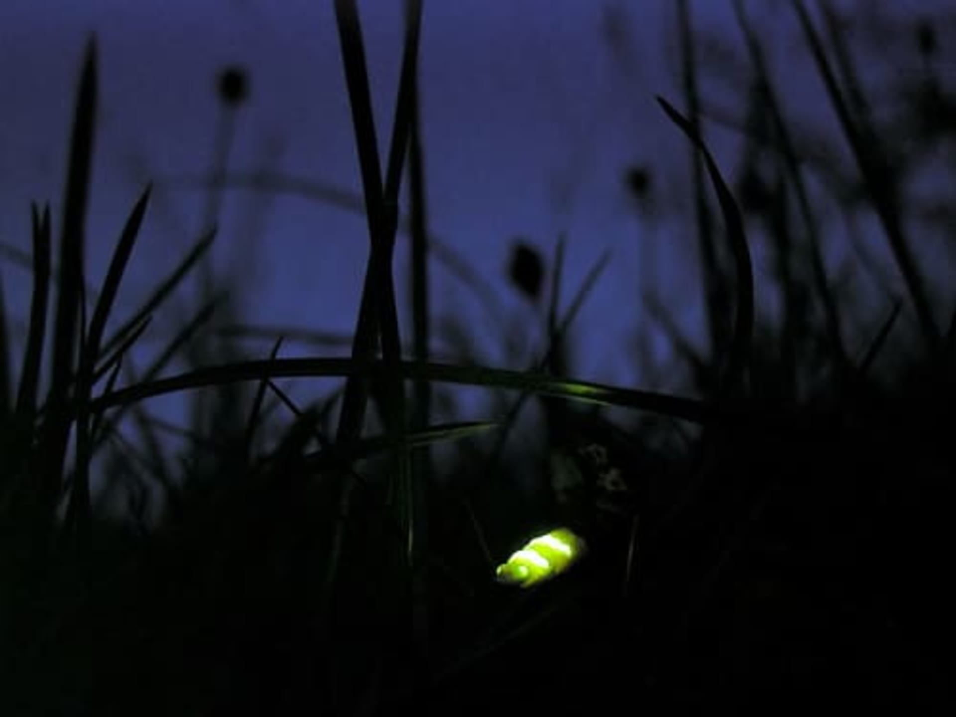 New Forest Glowworm Mating Glow