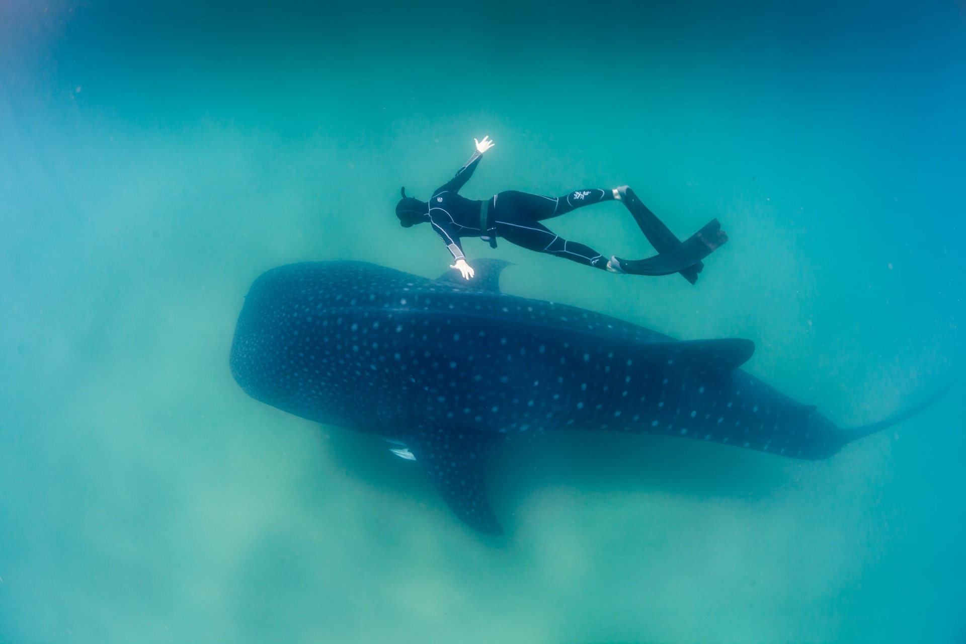 Osa Peninsula Whale Shark Encounters