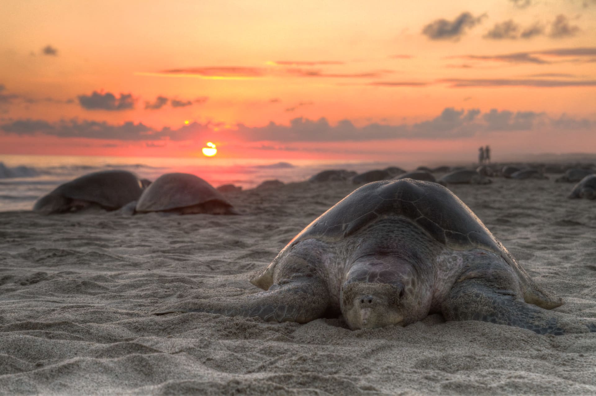 Ostional Olive Ridley Arribada