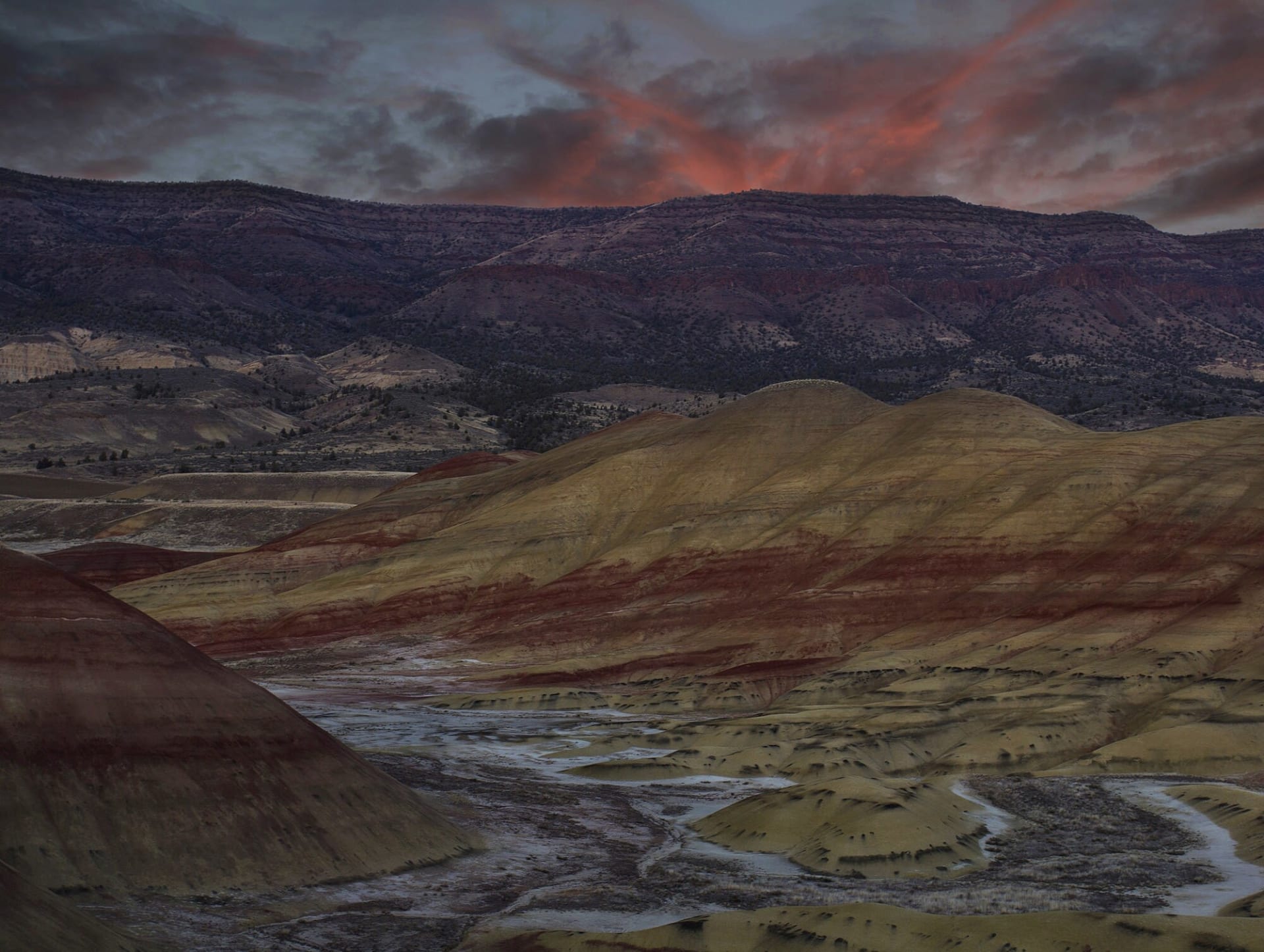 Painted Hills wildflower bloom