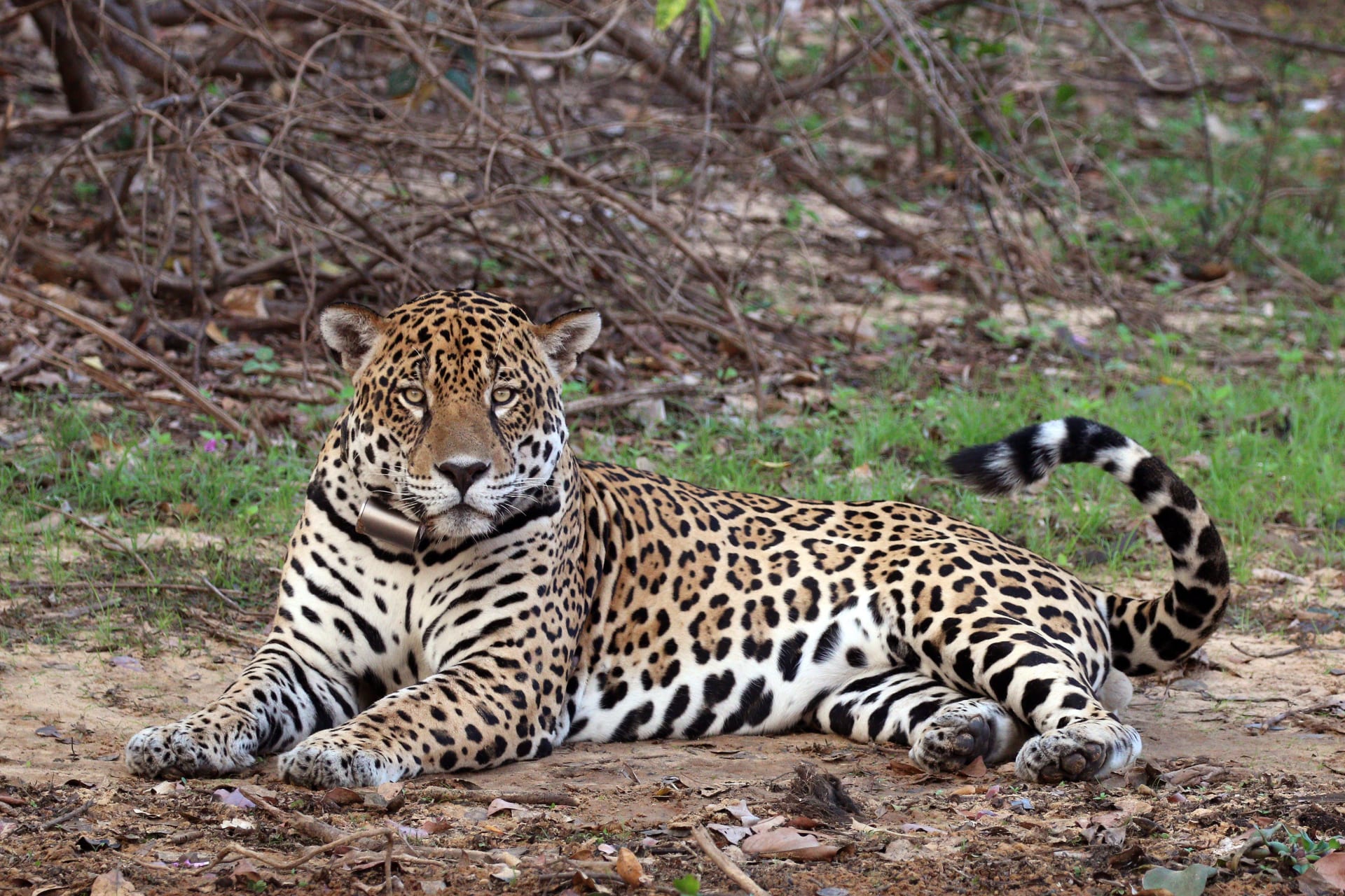 Pantanal Dry Season Wildlife Concentration