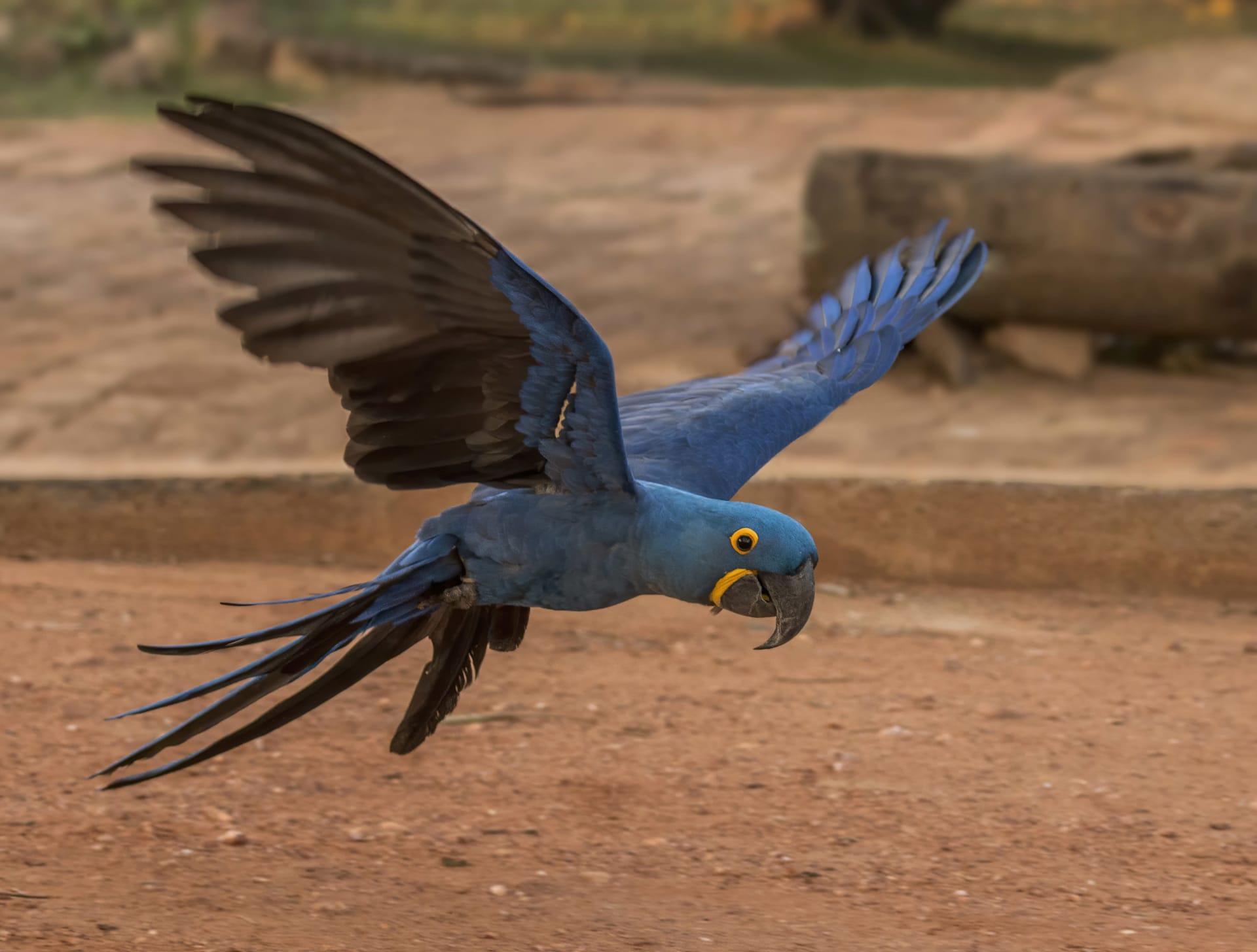 Pantanal Hyacinth Macaw Nesting Season