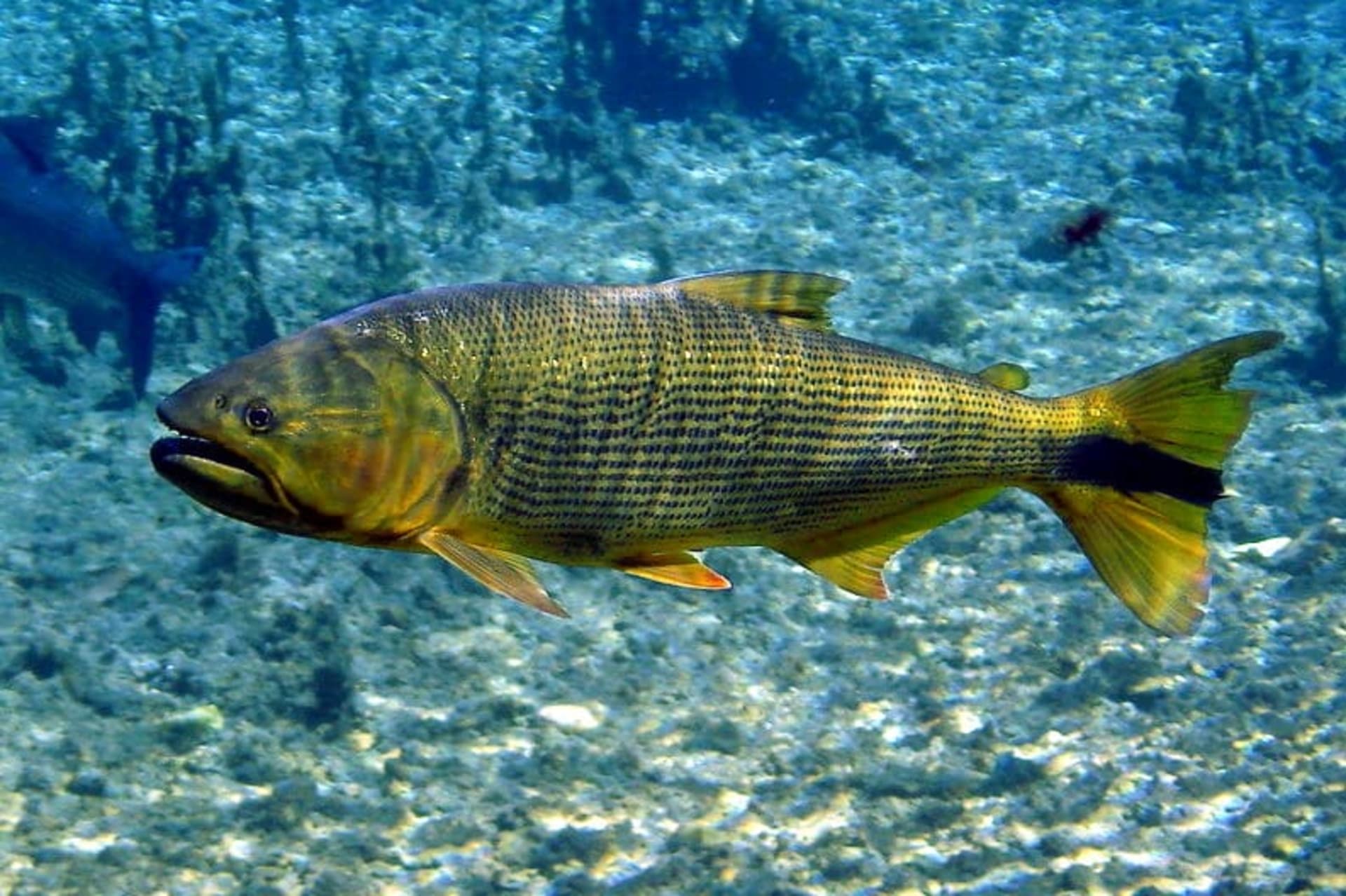 Pantanal Piracema Fish Spawning Migration