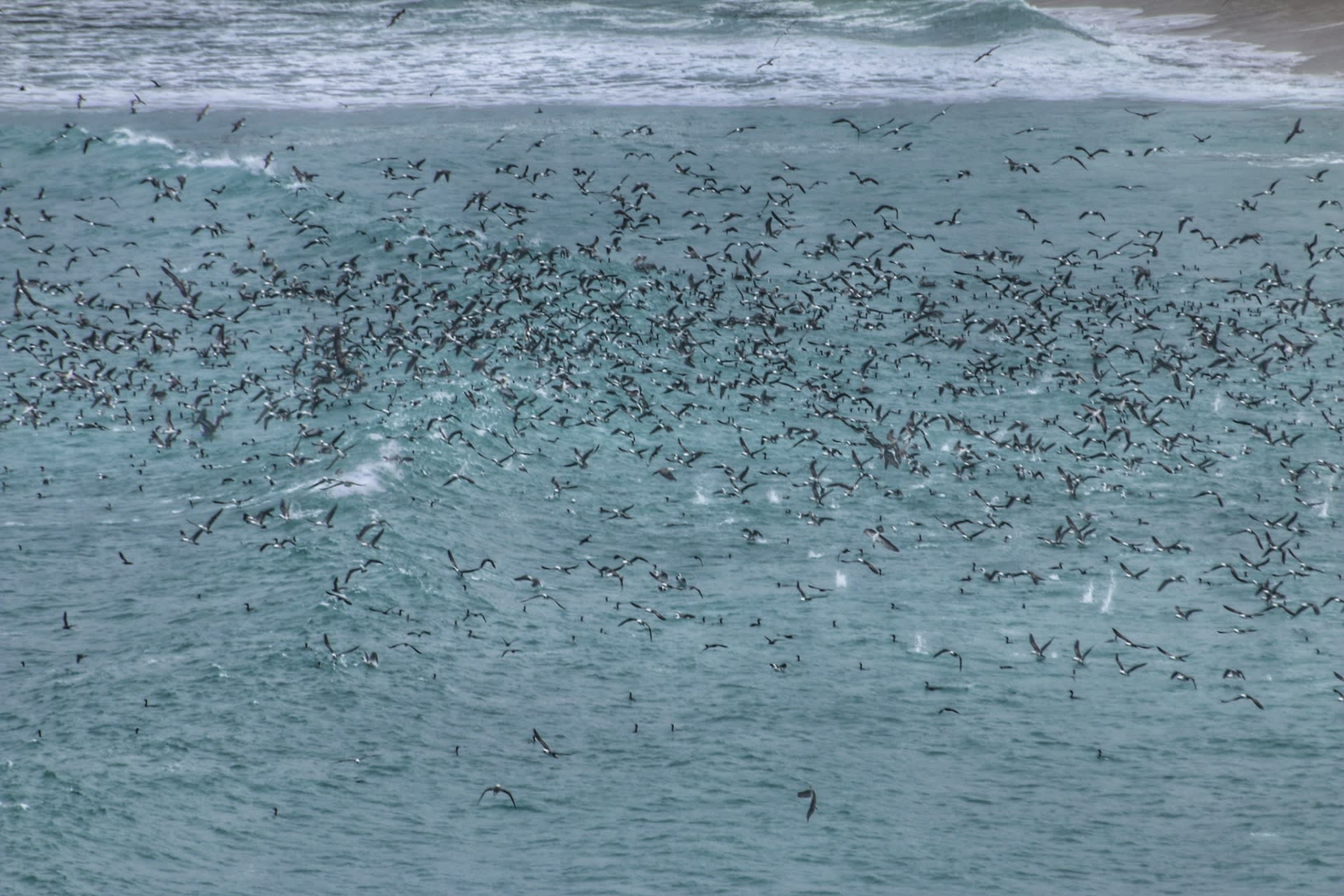 Peruvian Anchoveta Upwelling Feeding Frenzy