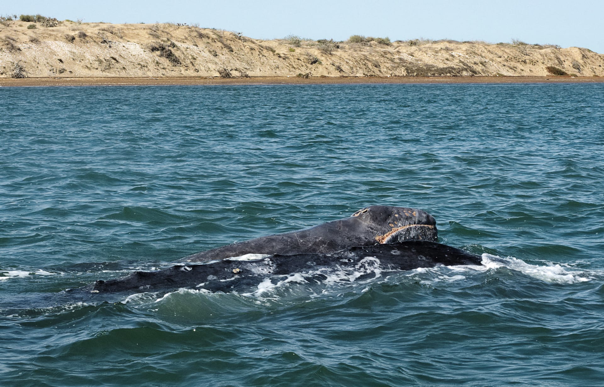 San Ignacio Lagoon Gray Whale Mother-Calf Congregation