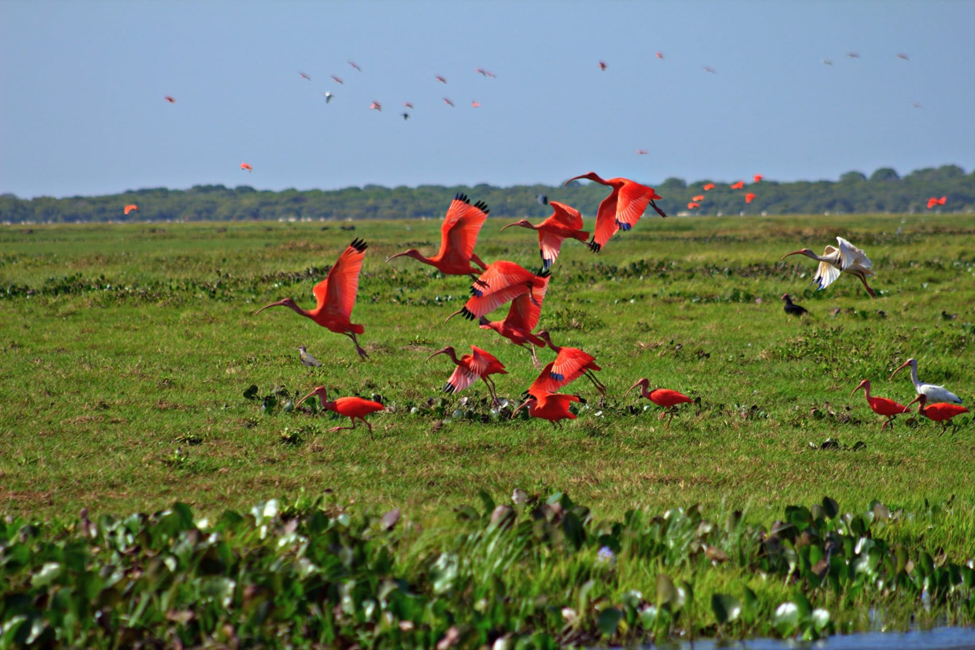 Scarlet Ibis Breeding Rookery in the Llanos