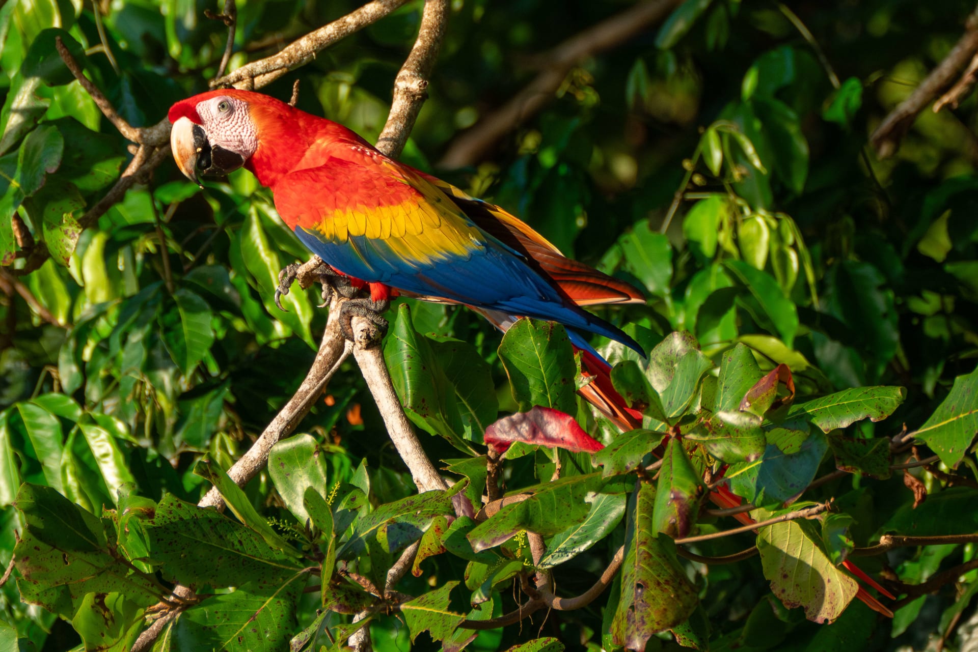 Scarlet Macaw Evening Roost Flight