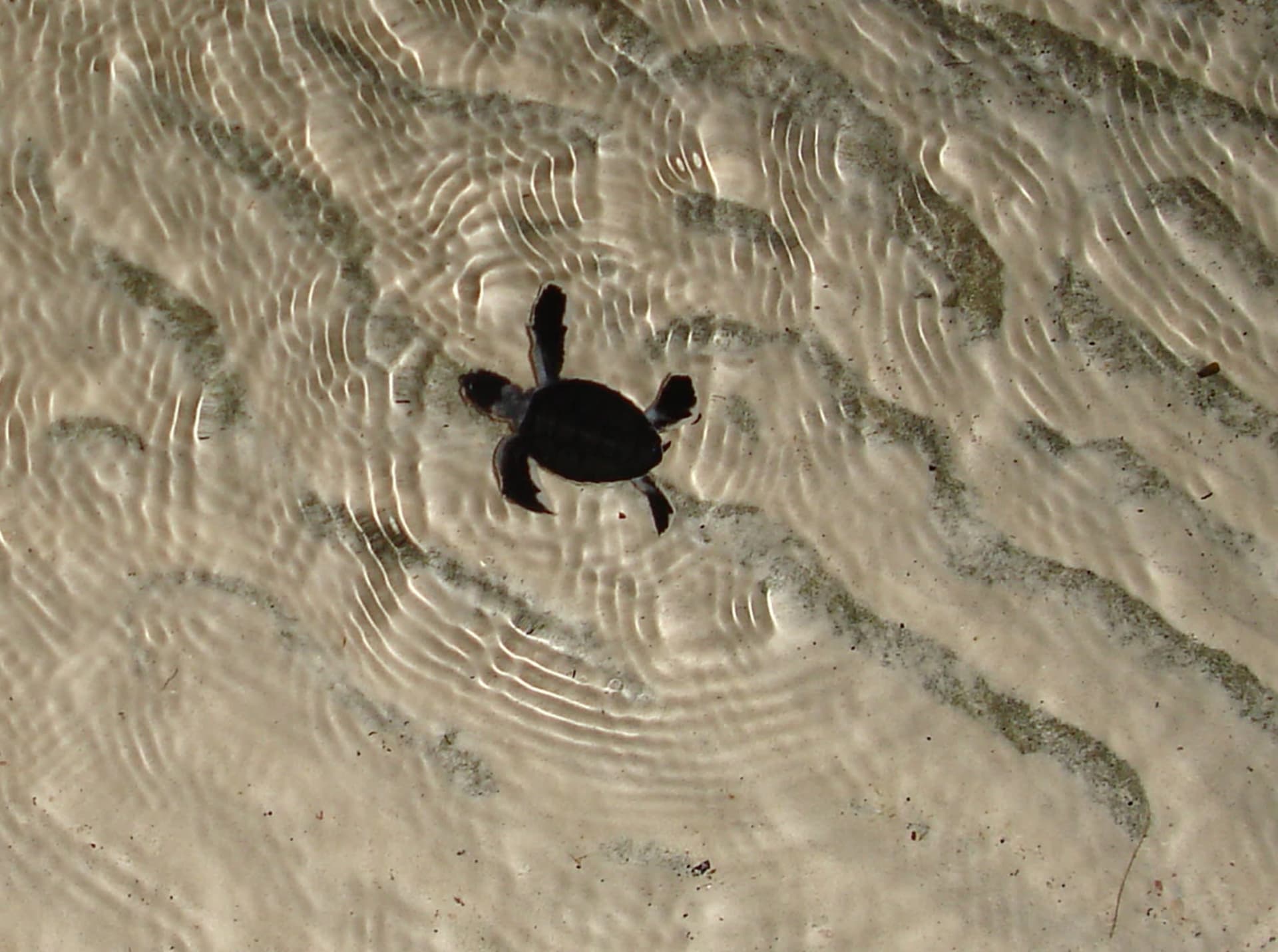 Sipadan Green Turtle Hatchling Emergence