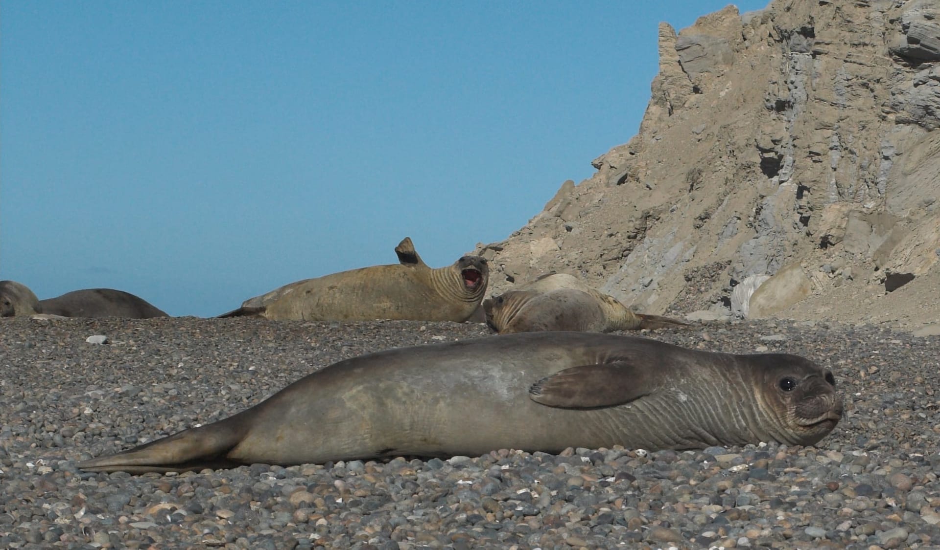 Southern Elephant Seal Breeding Season