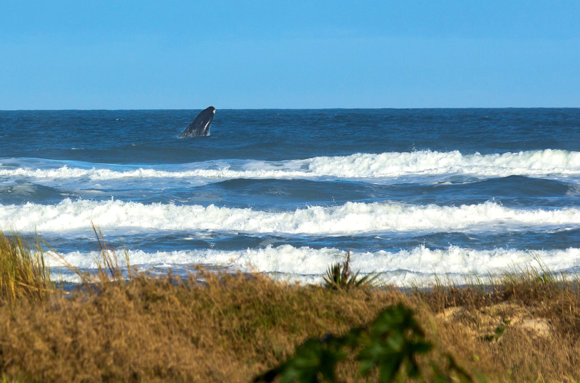 Southern Right Whale Nursery