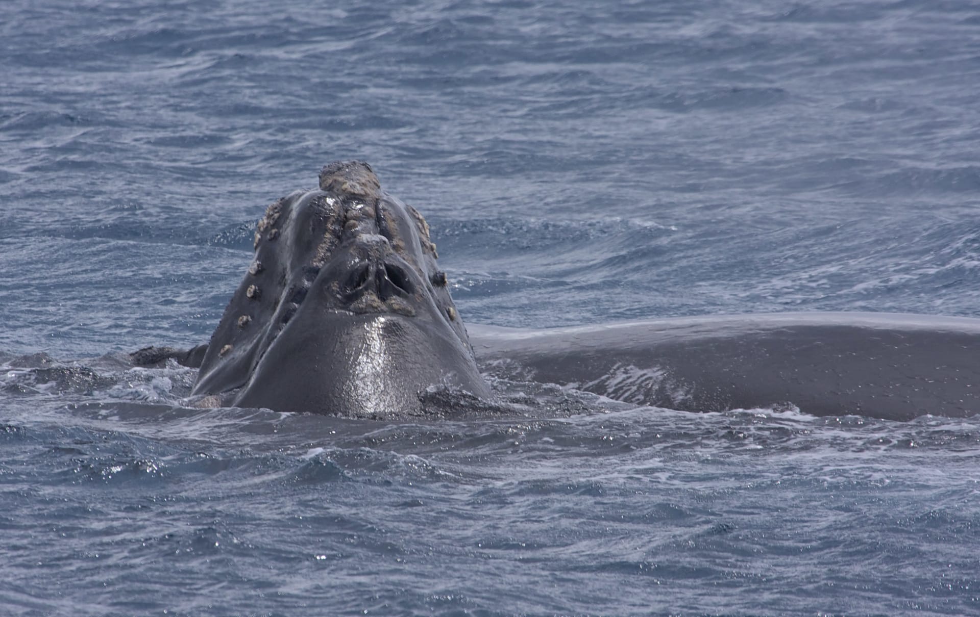 Southern Right Whale Season in Puerto Madryn