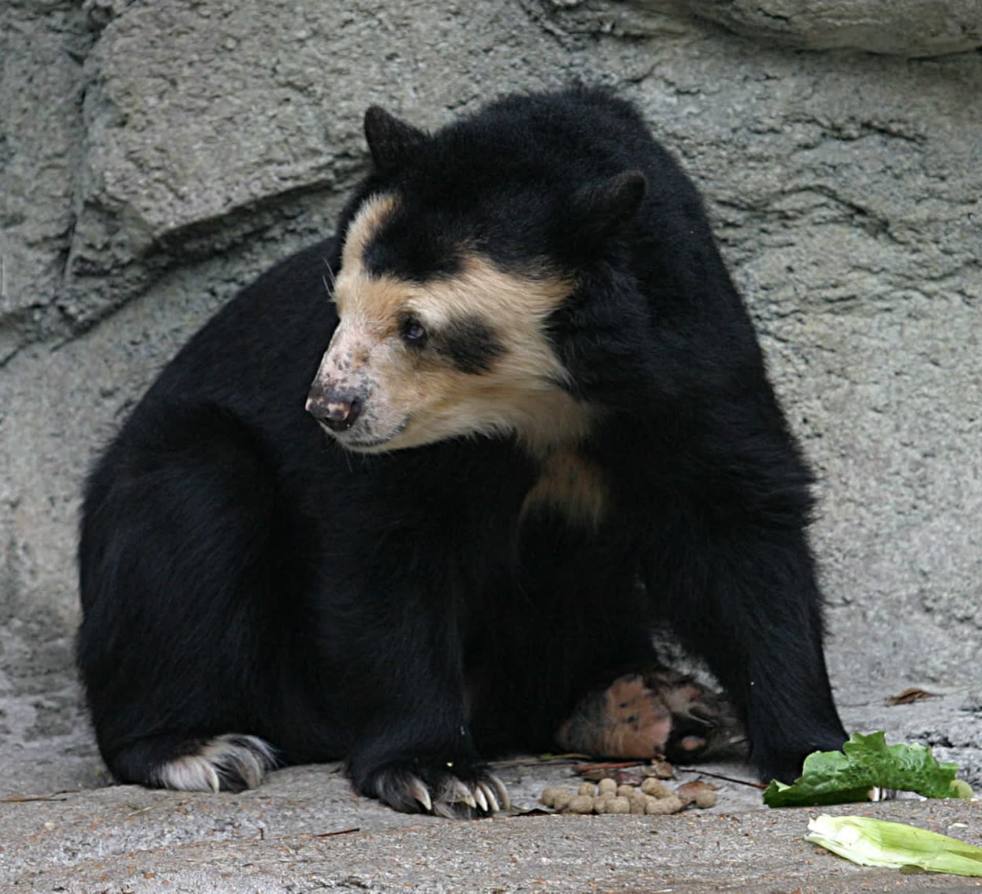 Spectacled Bear Aguacatillo Season