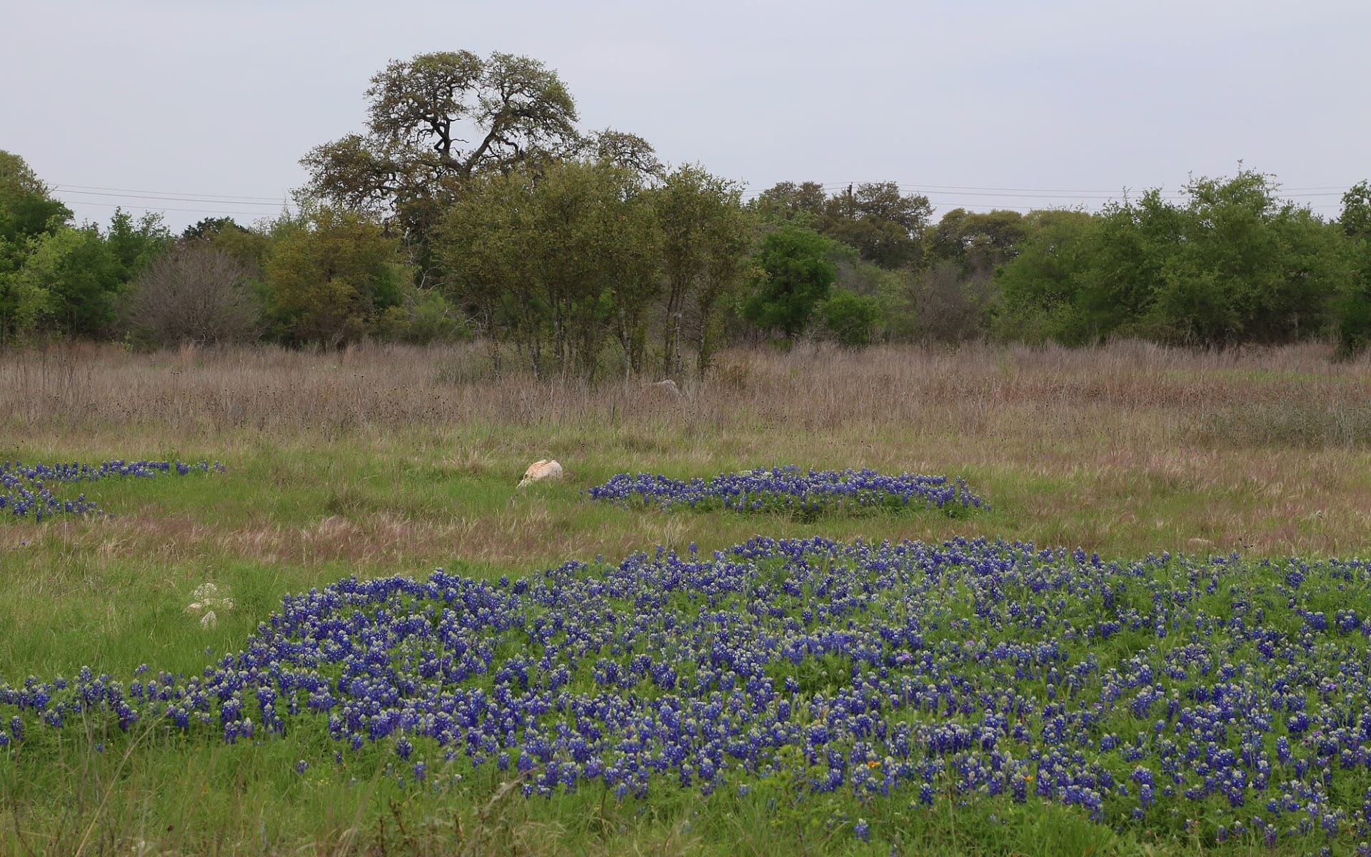 Texas bluebonnet superbloom