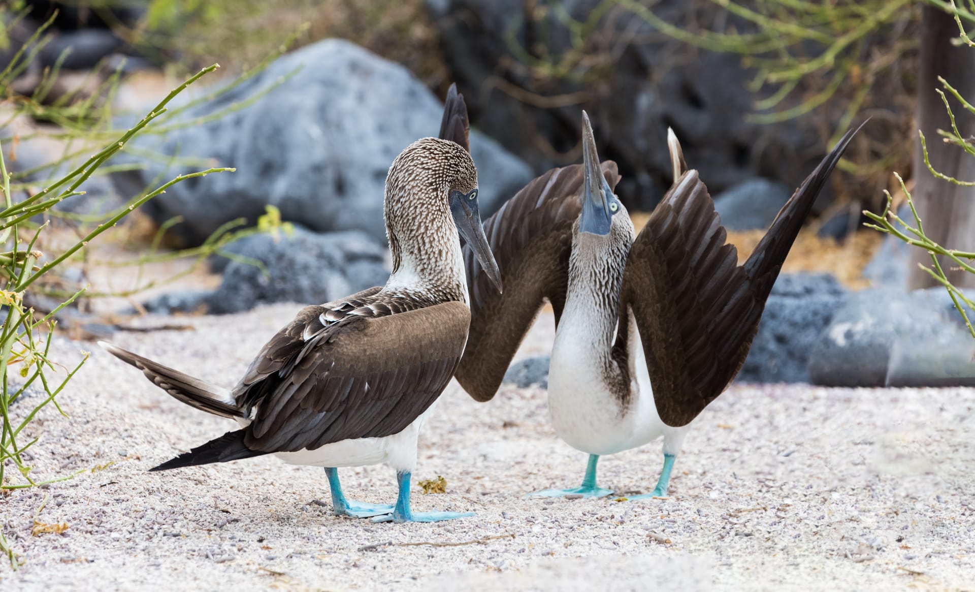 Galápagos Blue-Footed Booby Courtship Dance