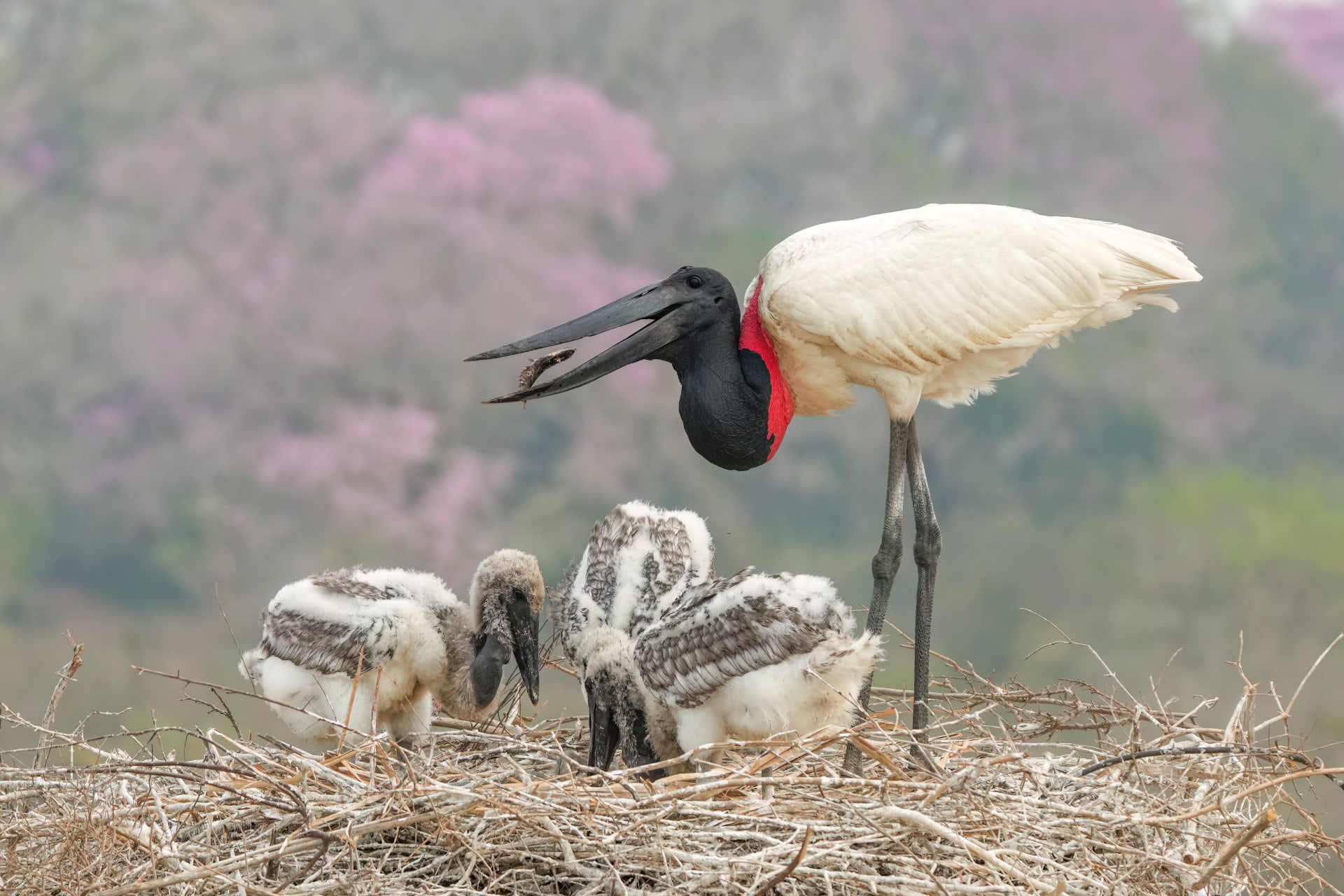 Jabiru Stork Nesting Colonies
