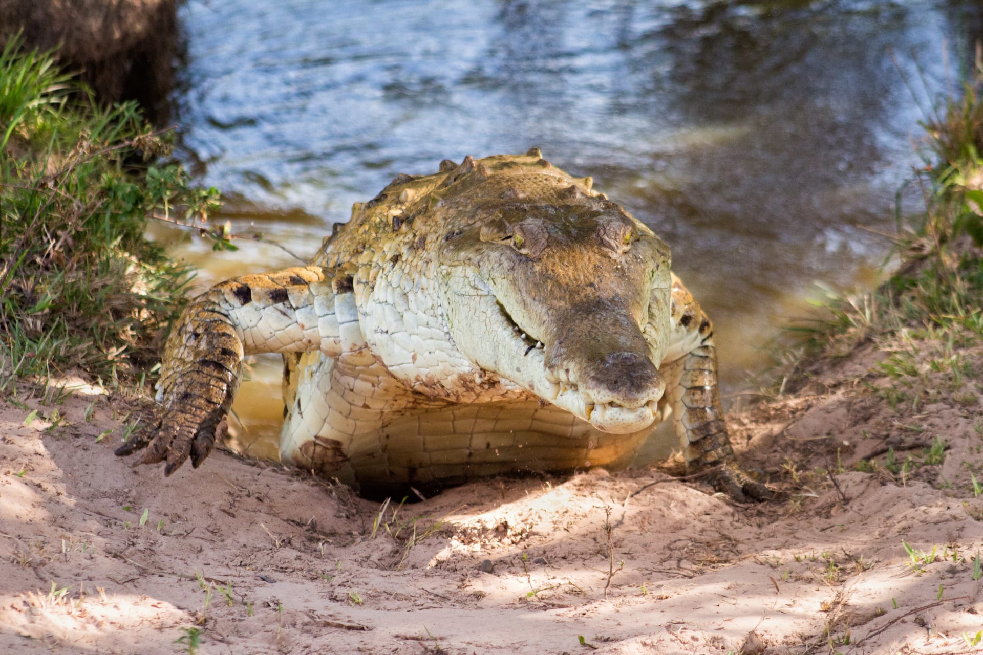 Orinoco Crocodile Nesting Season