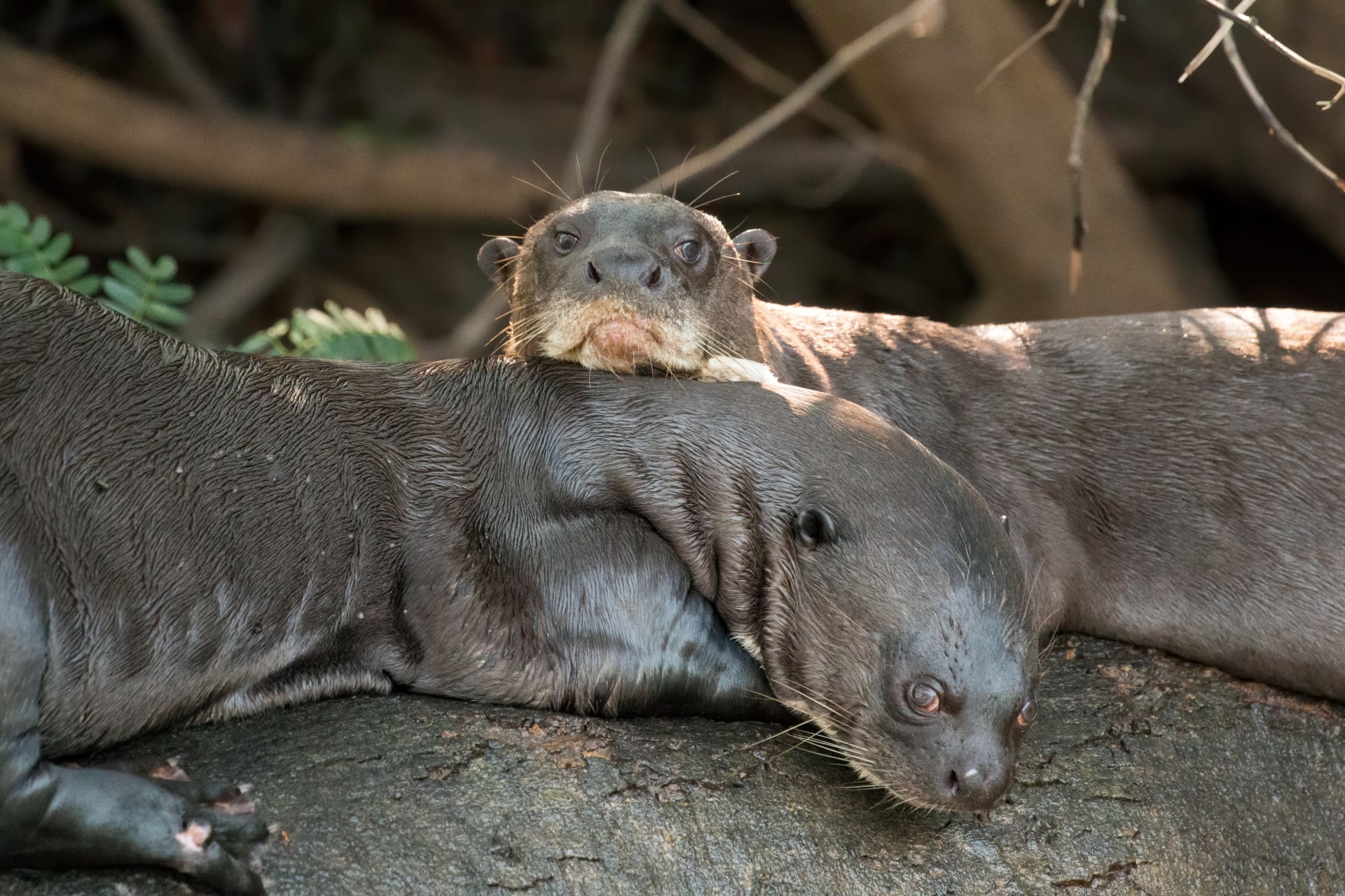 Pantanal Giant Otter Denning Season