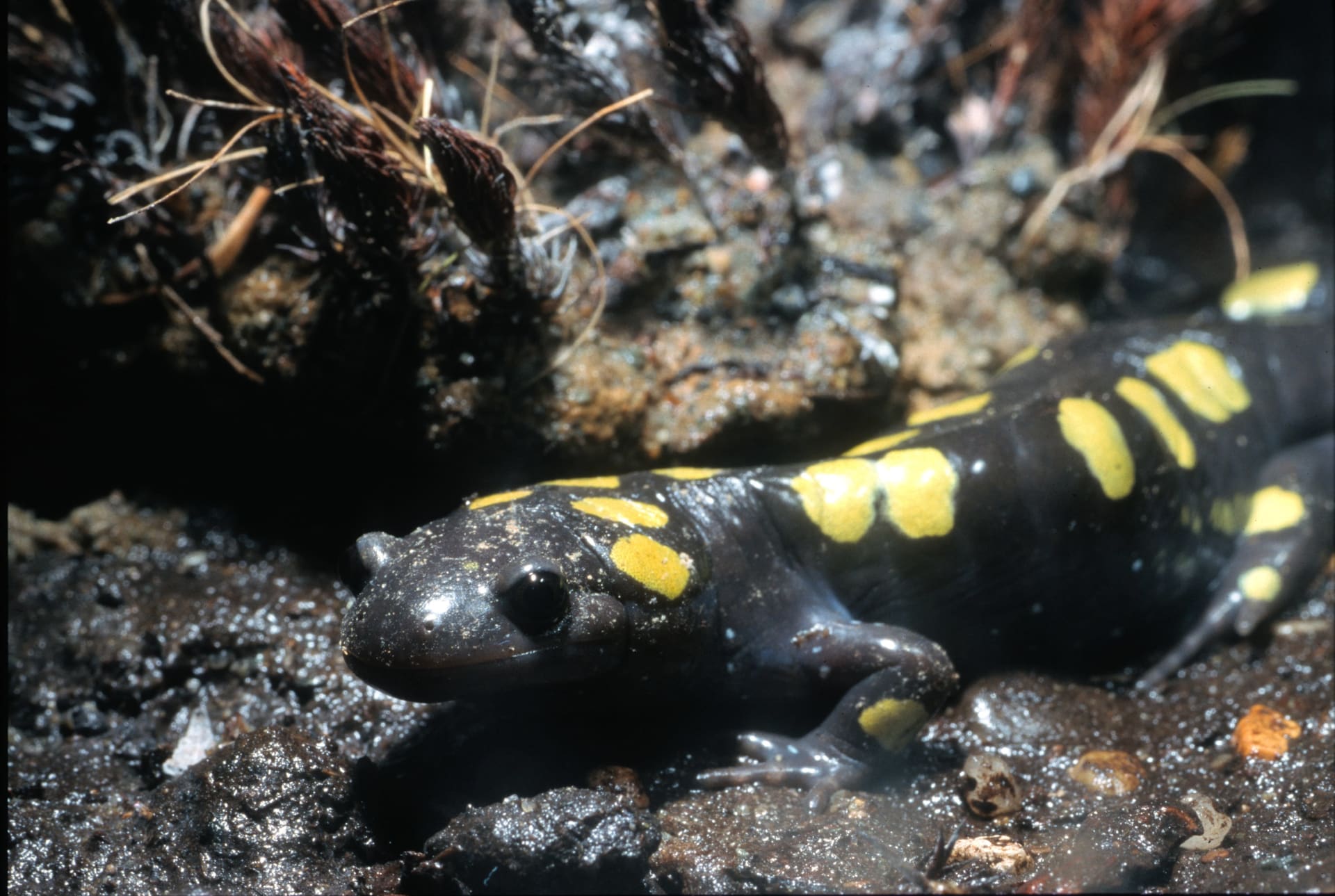 Vermont Spotted Salamander Big Night