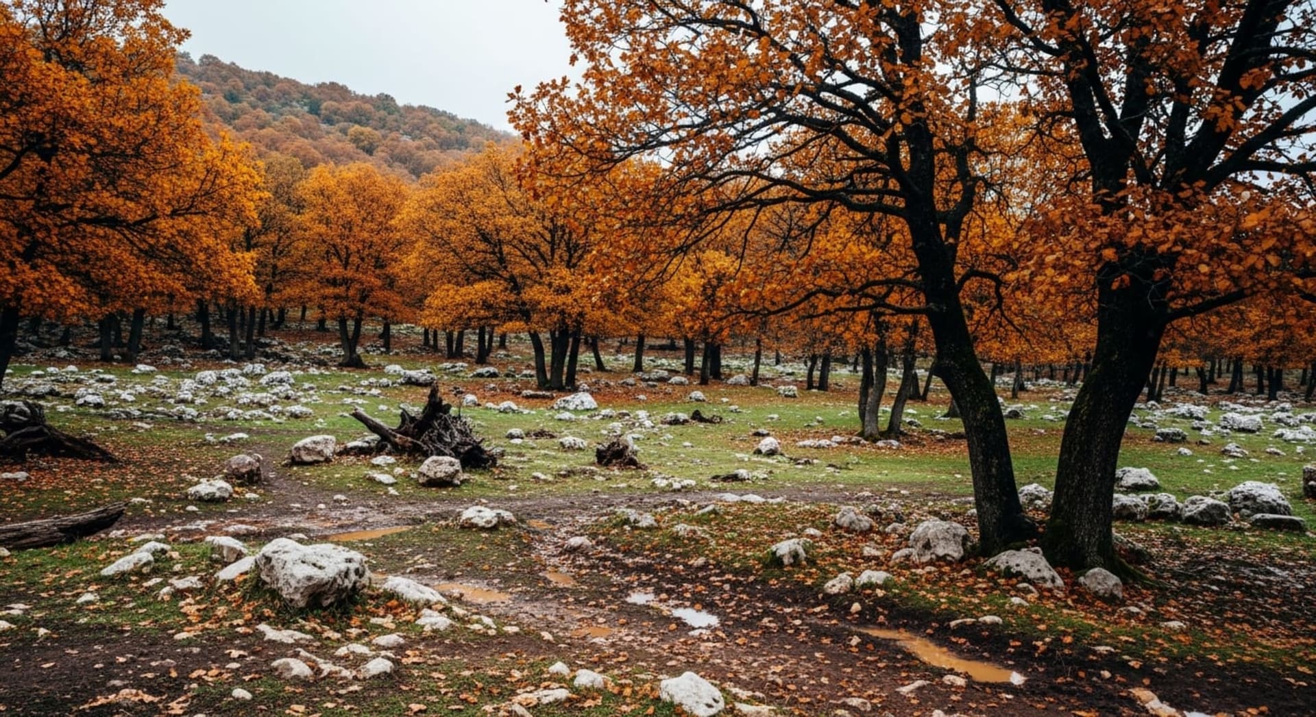 Ajloun Forest - Autumn Oak Colors