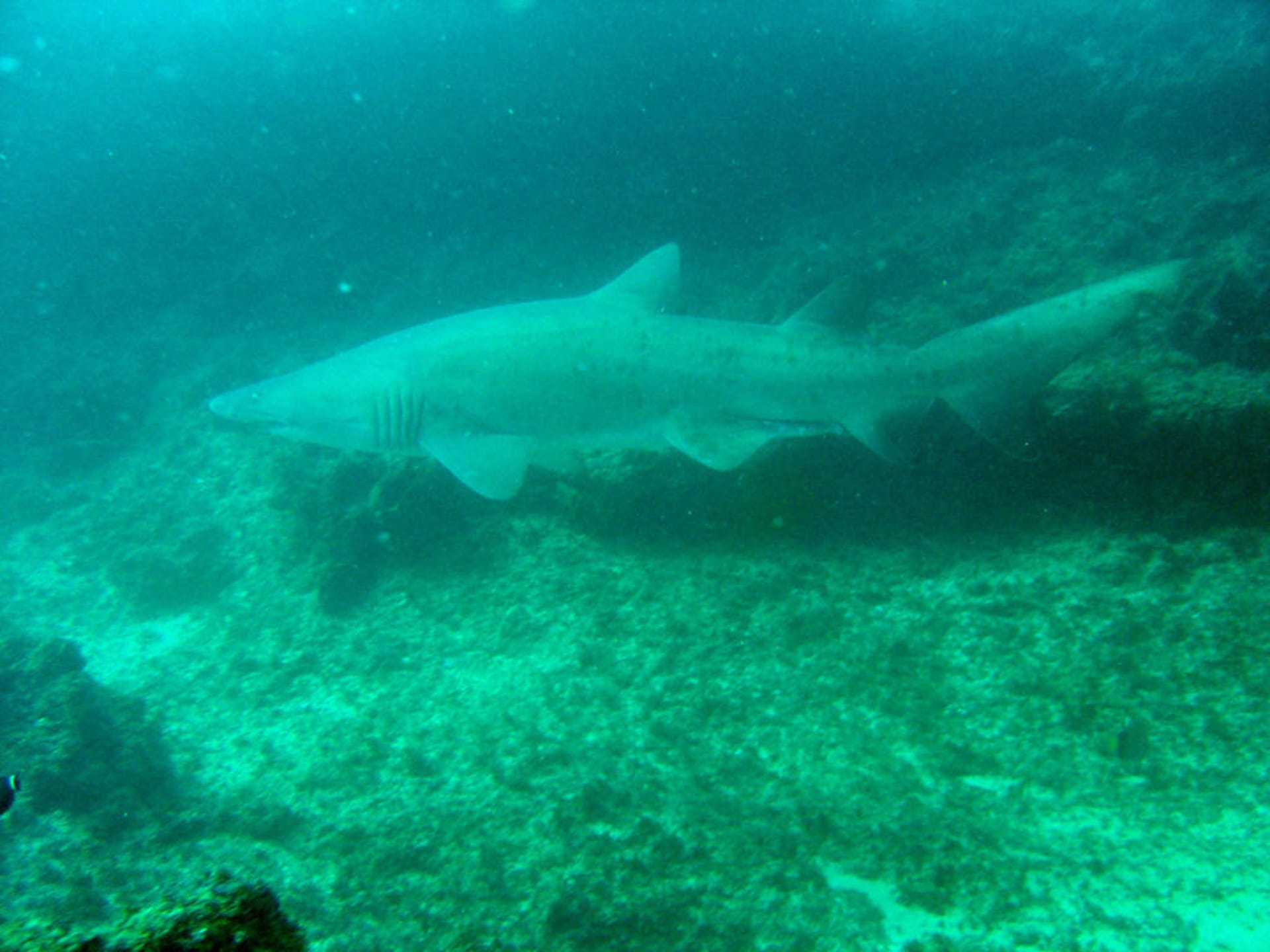 Aliwal Shoal ragged-tooth shark aggregation