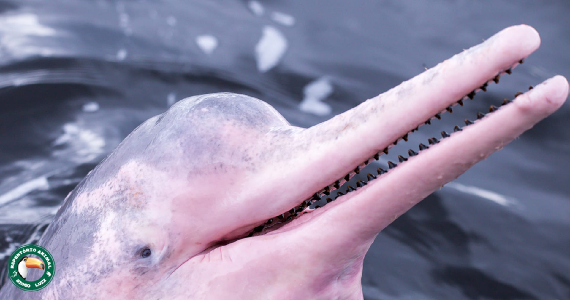 Amazon (boto) pink river dolphin courtship