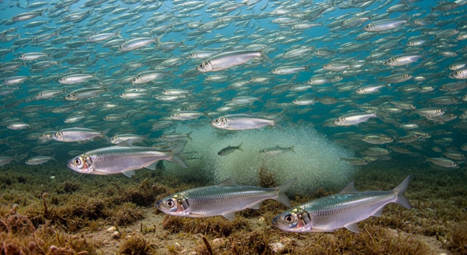 Archipelago Sea Baltic herring spawning (Airisto)