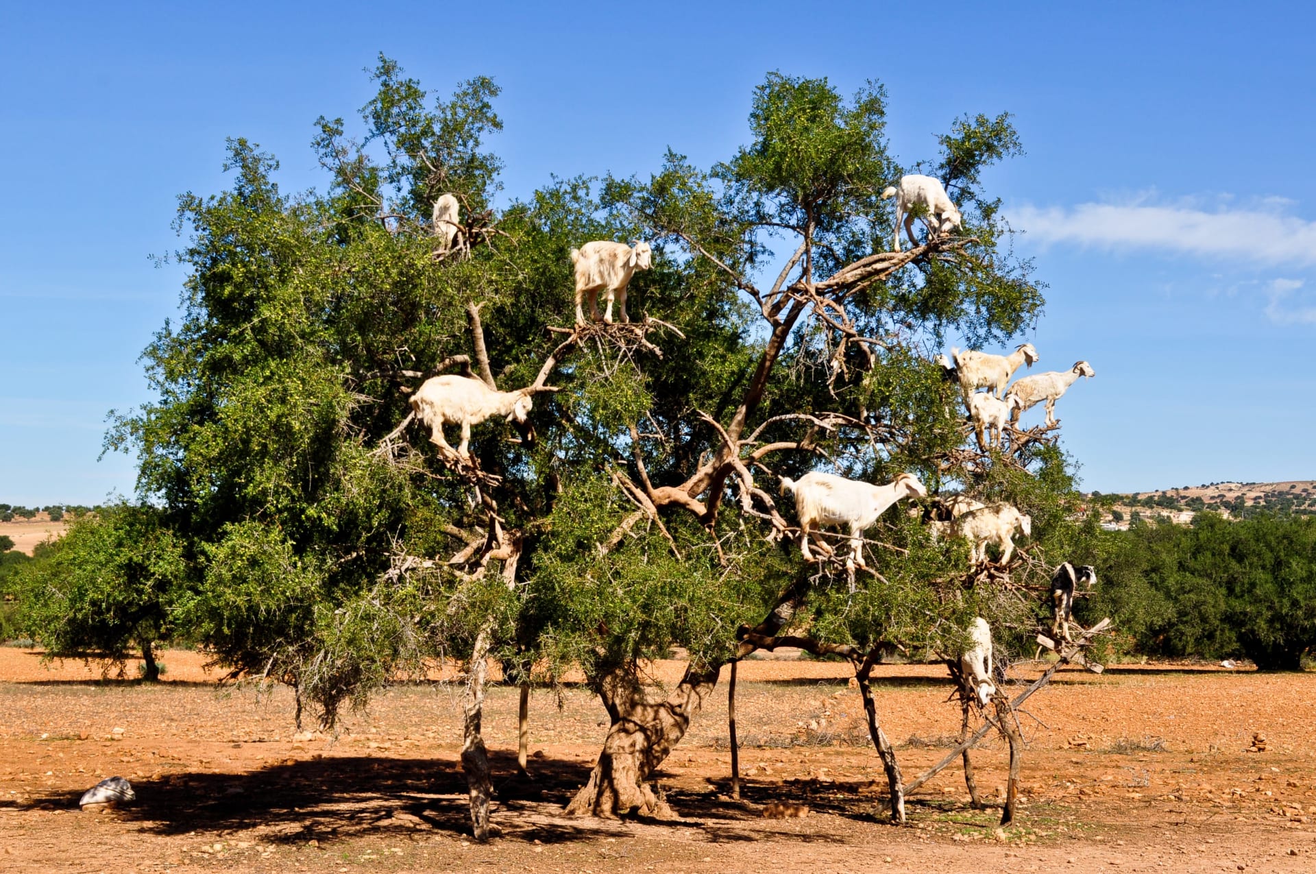 Argan tree goats