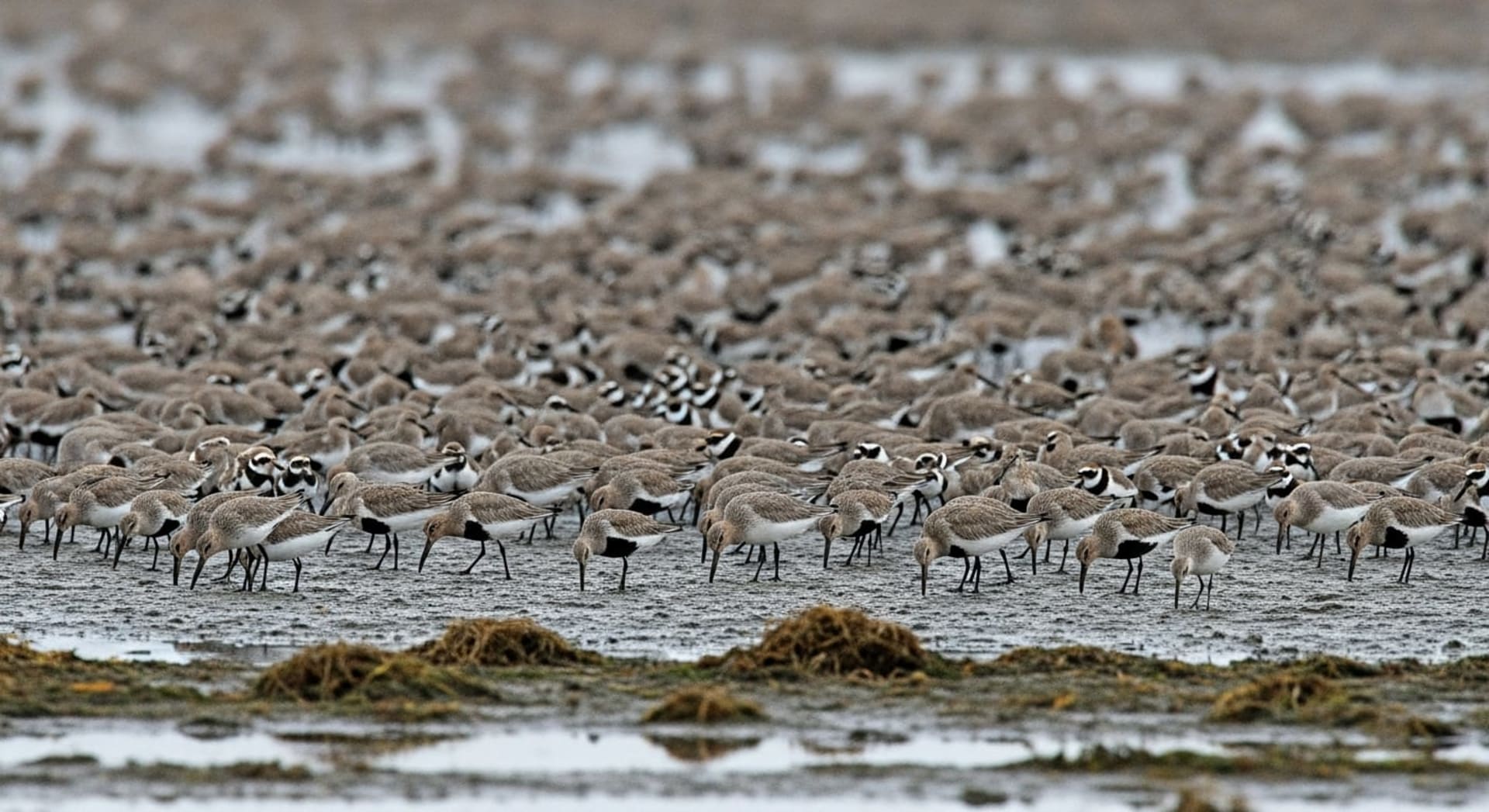 Banc d'Arguin Shorebird Congregation