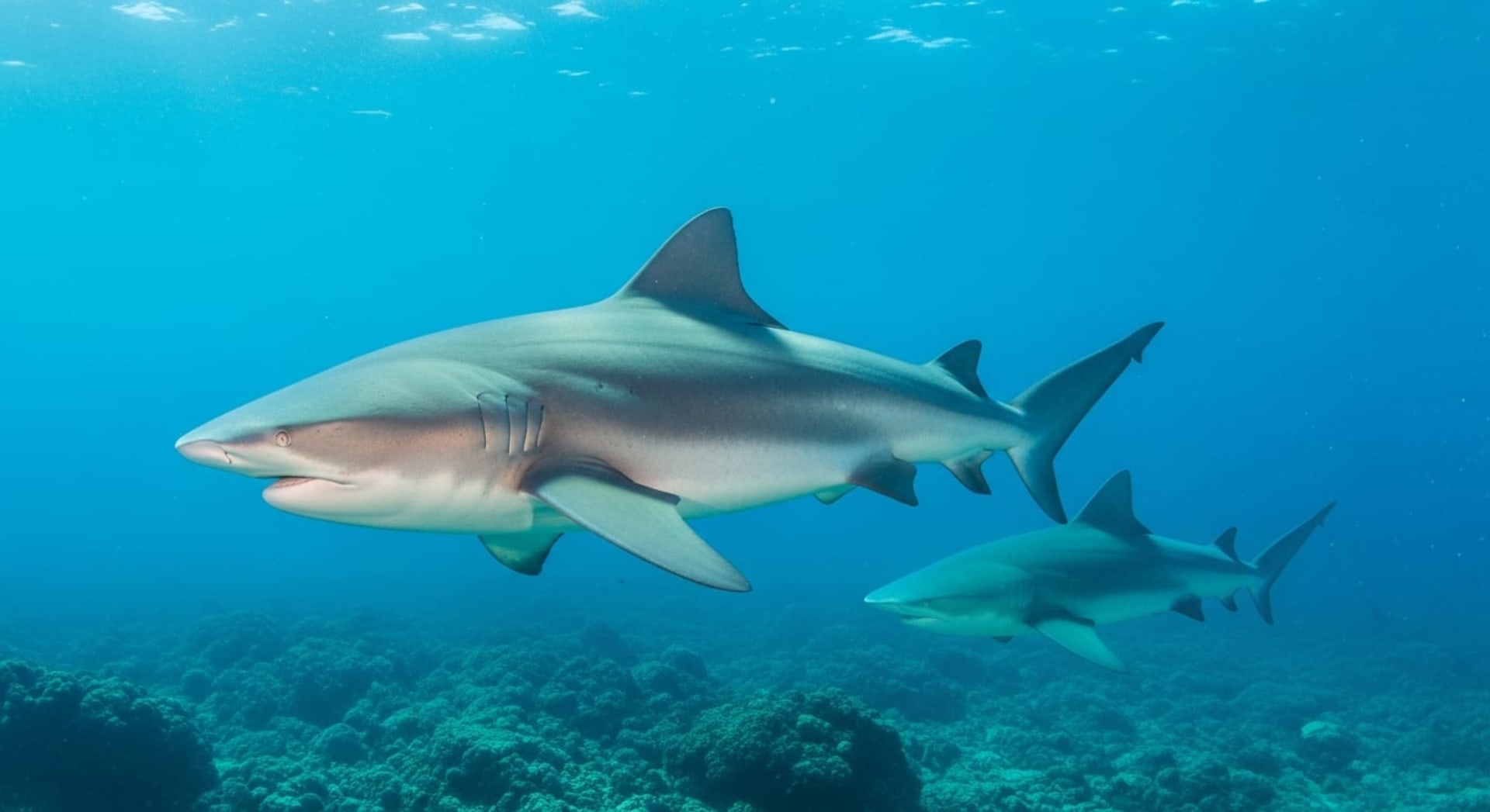 Bat Islands bull-shark aggregation
