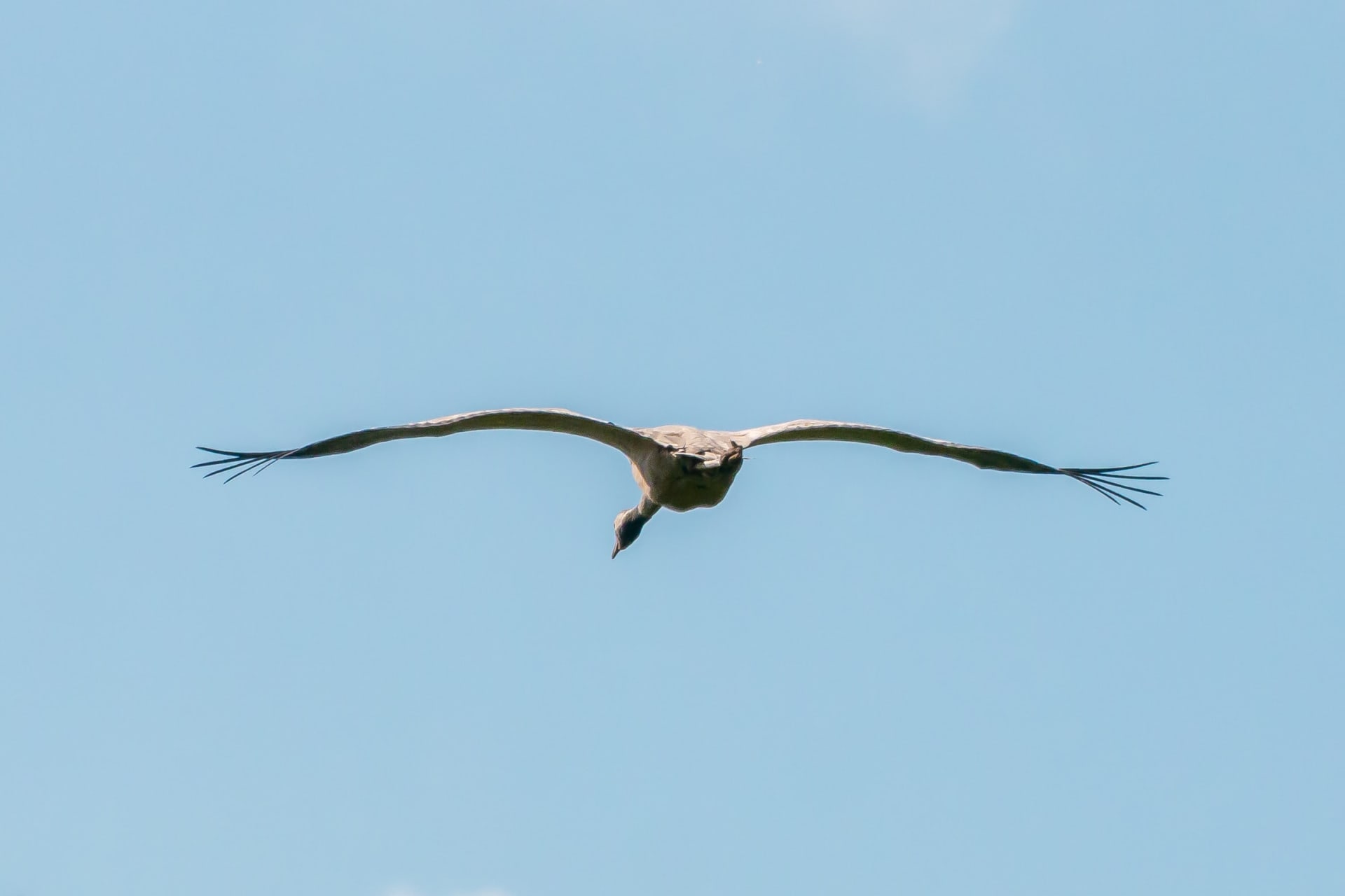 Crane Migration (Vorpommersche Boddenlandschaft)