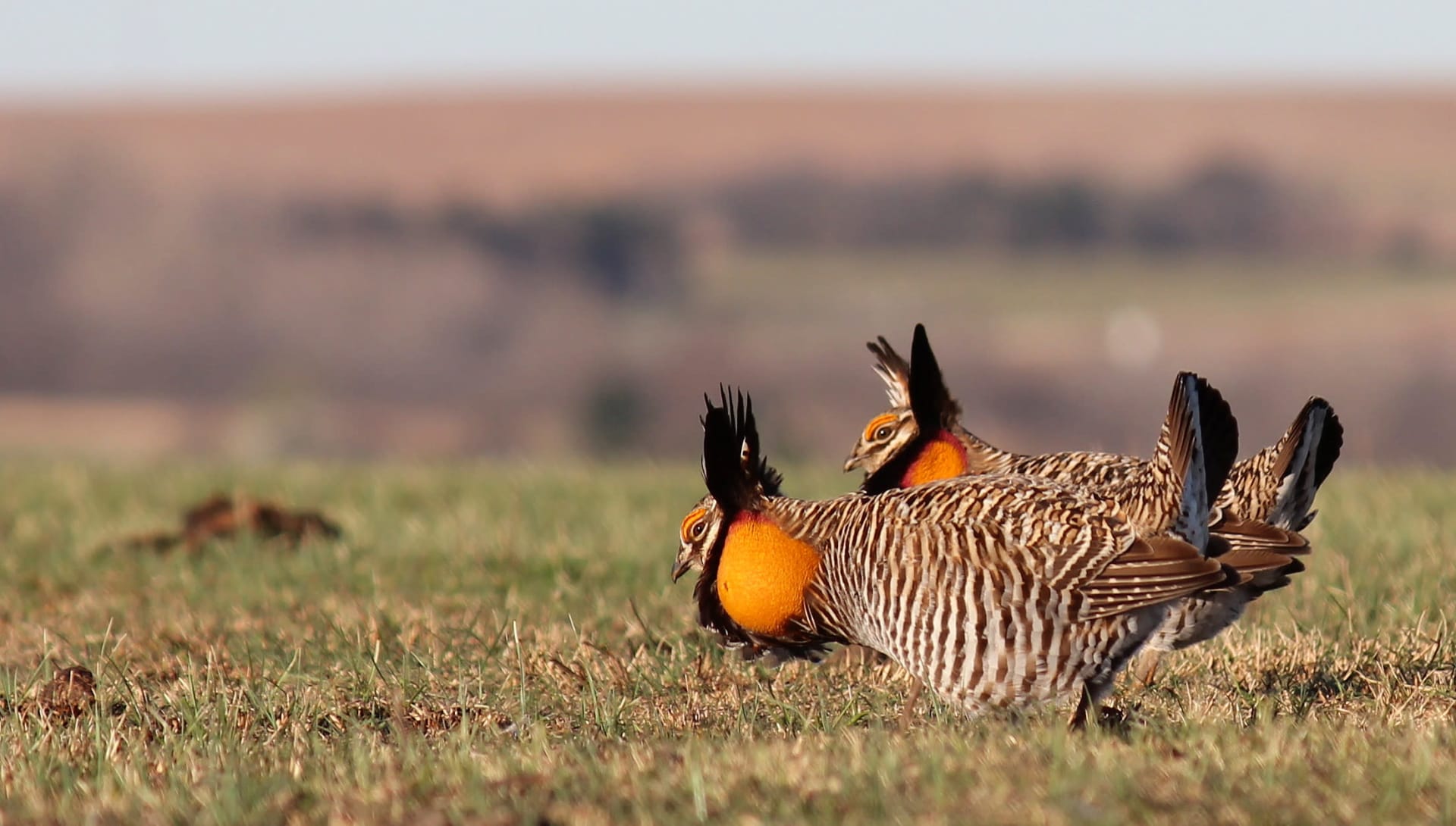 Greater Prairie-Chicken Booming Grounds (Kansas)