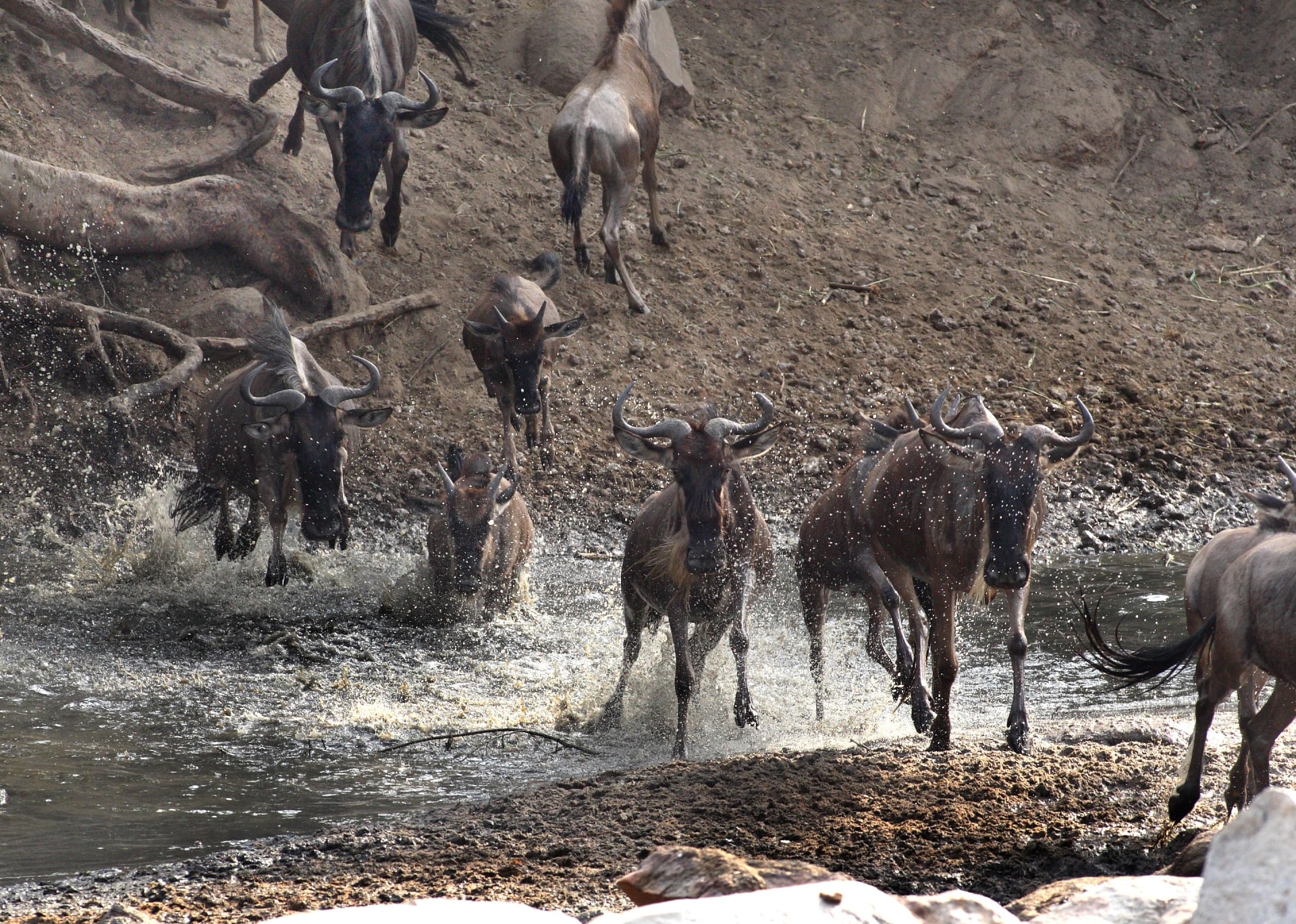 Grumeti River Wildebeest Crossing