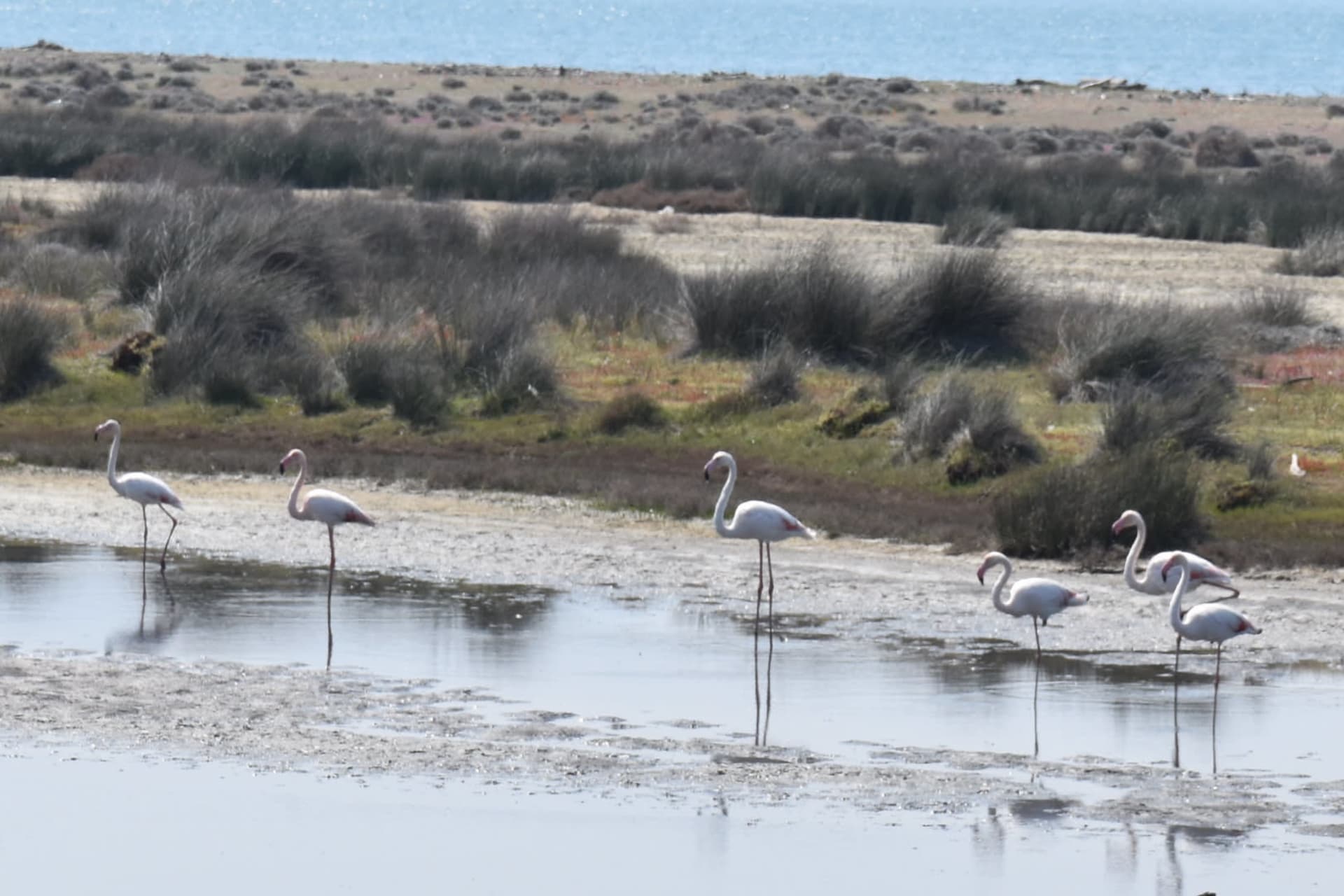 Kalloni Gulf Flamingos