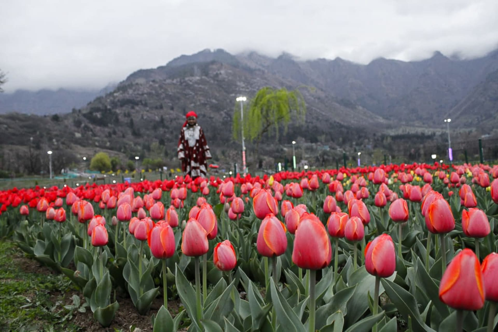 Kashmir Tulip Garden Bloom