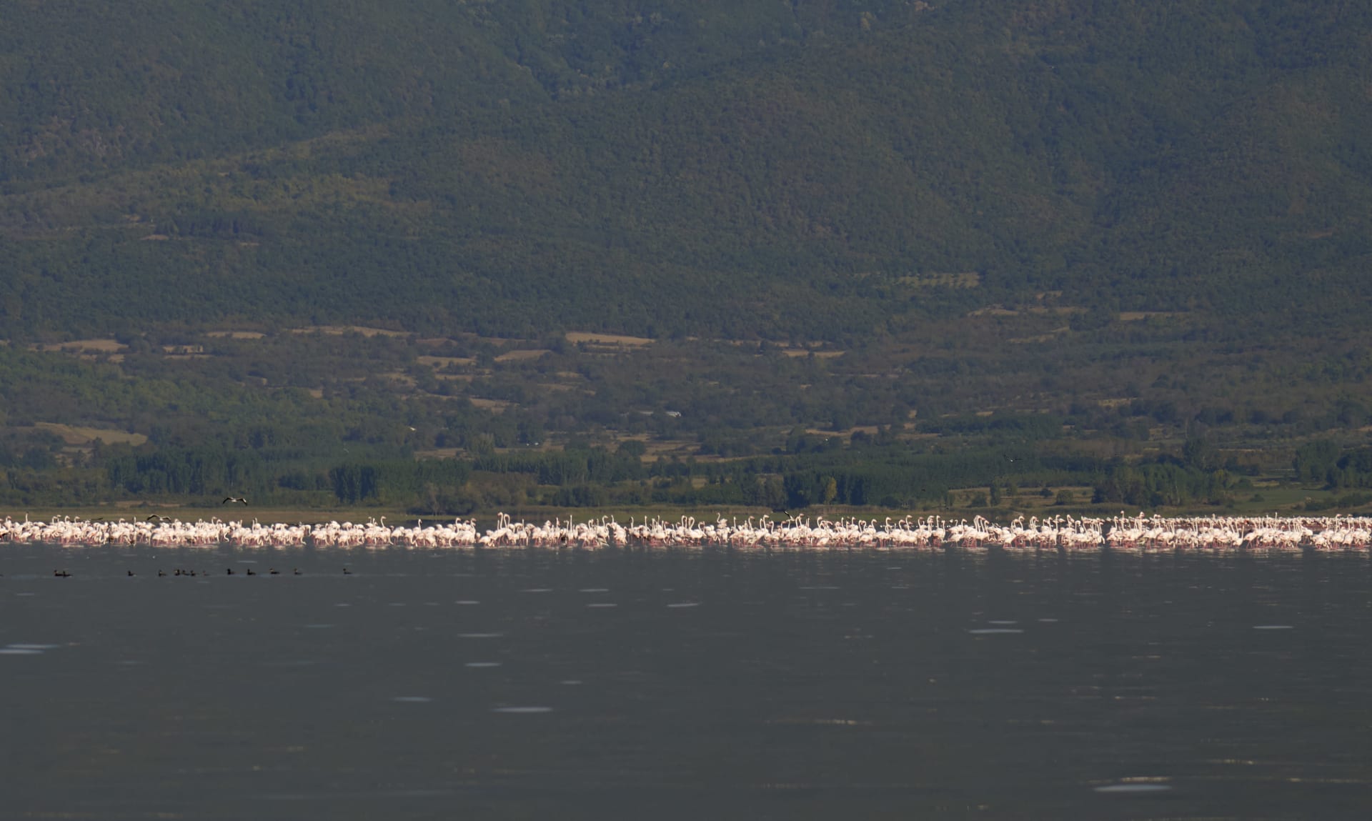 Lake Kerkini Flamingos