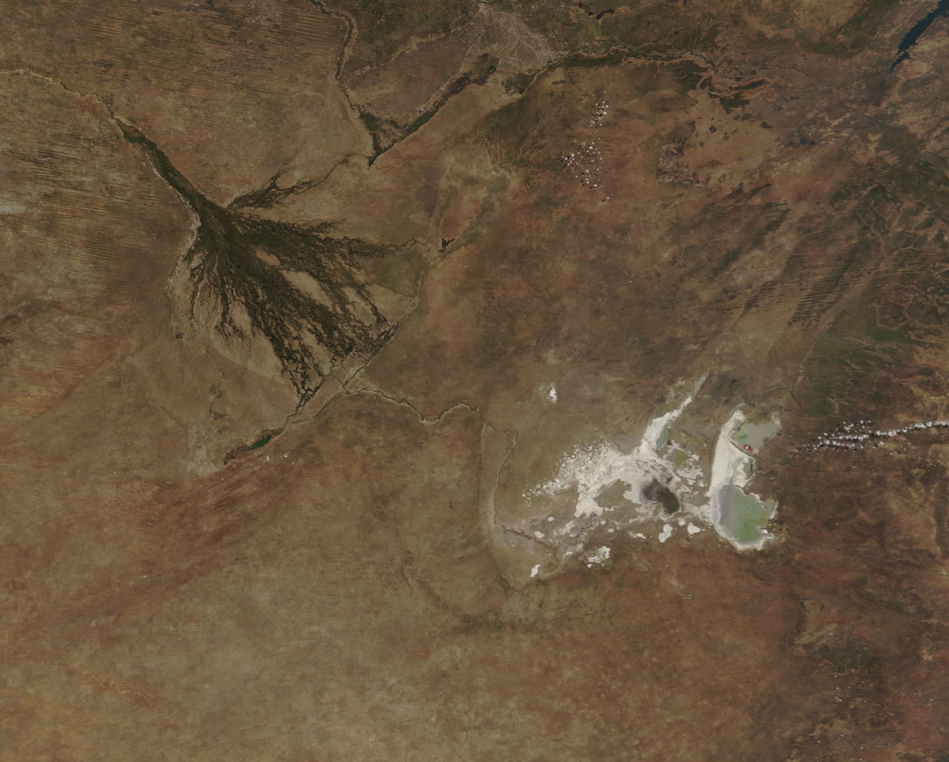 Makgadikgadi Flamingo Breeding Season