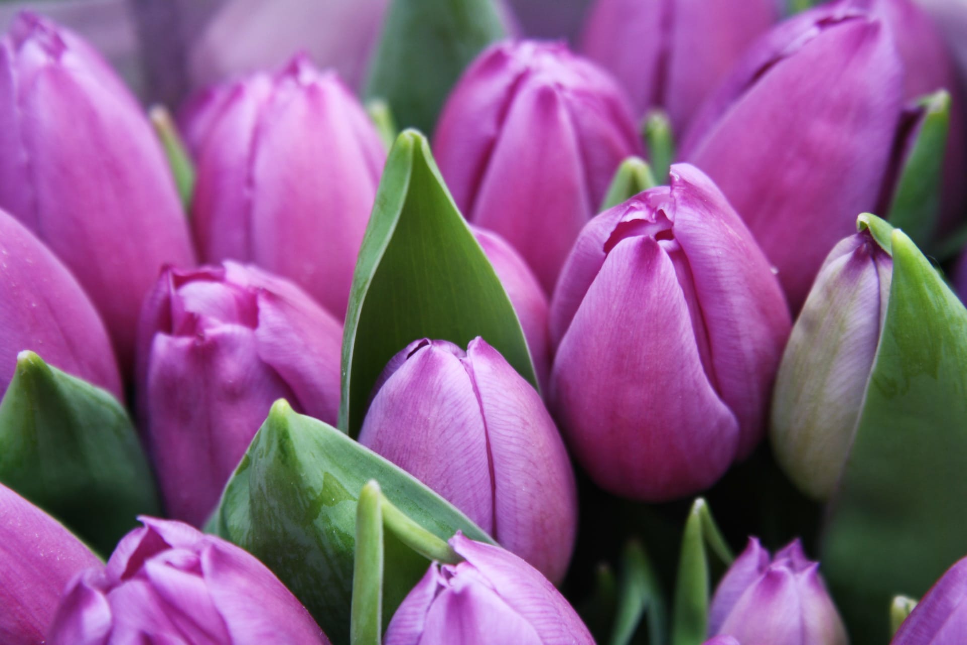 Tulip Season - Netherlands