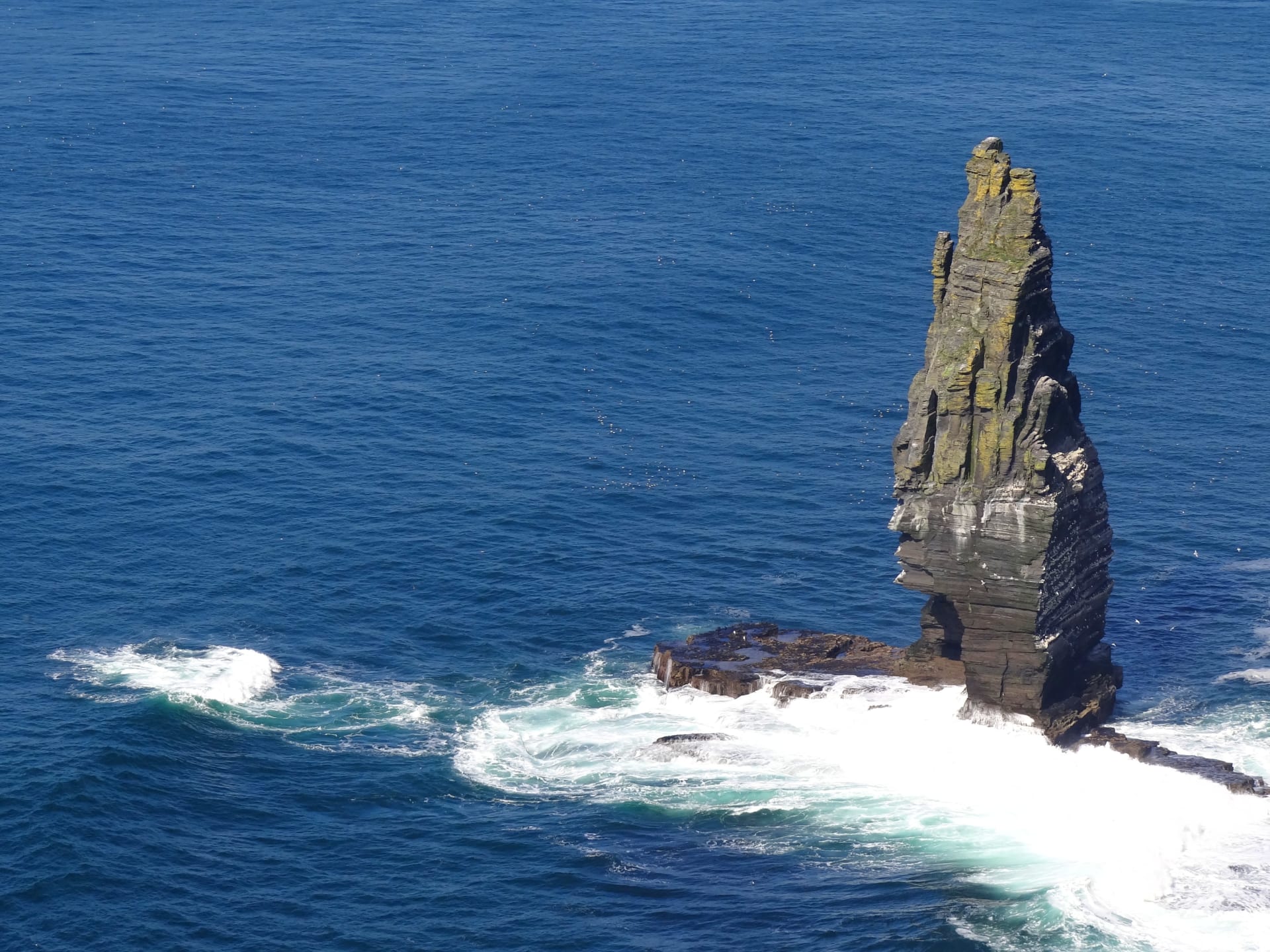 Cliffs of Moher seabird nesting season