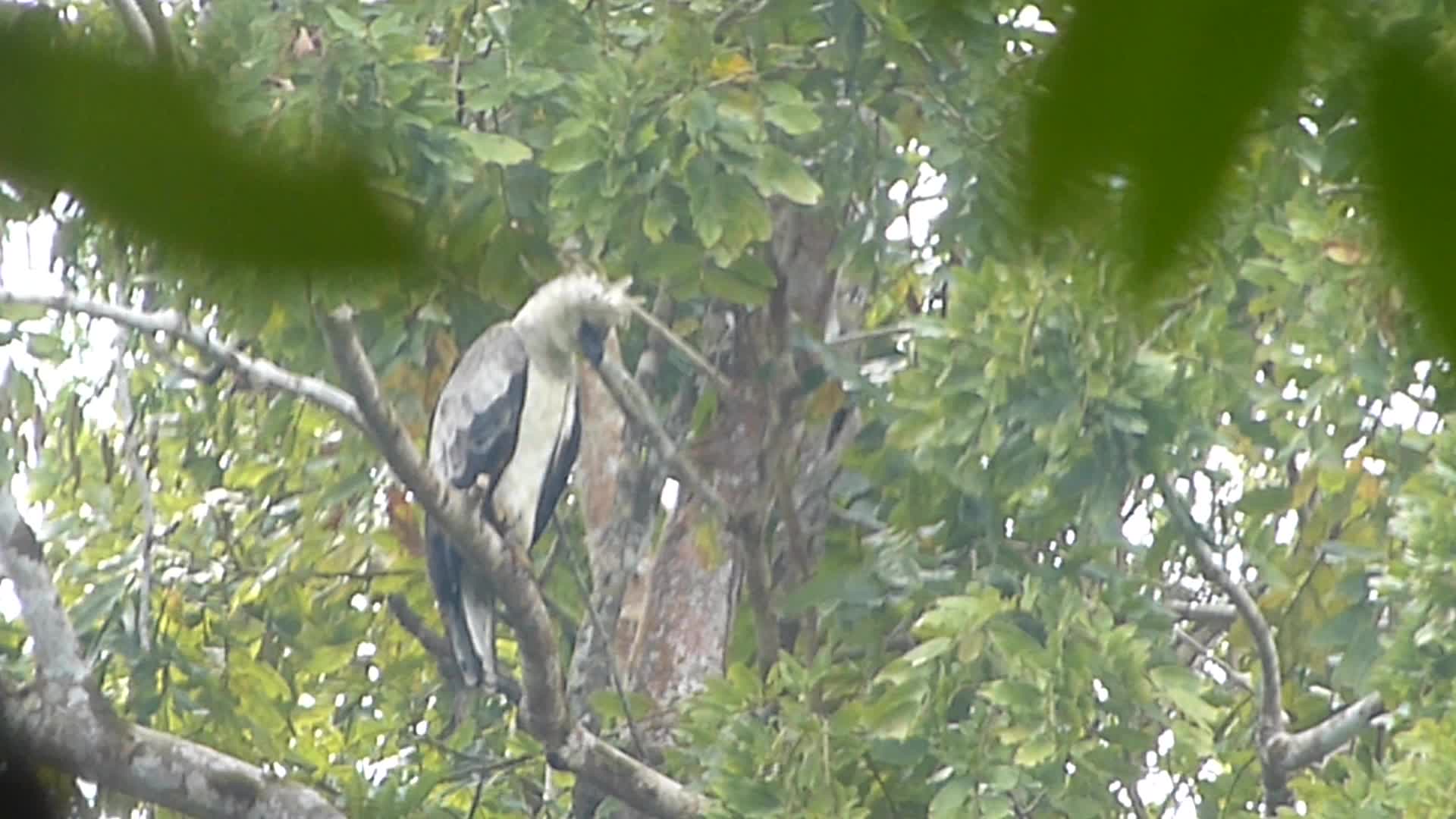 Darien Harpy Eagle Nesting Window