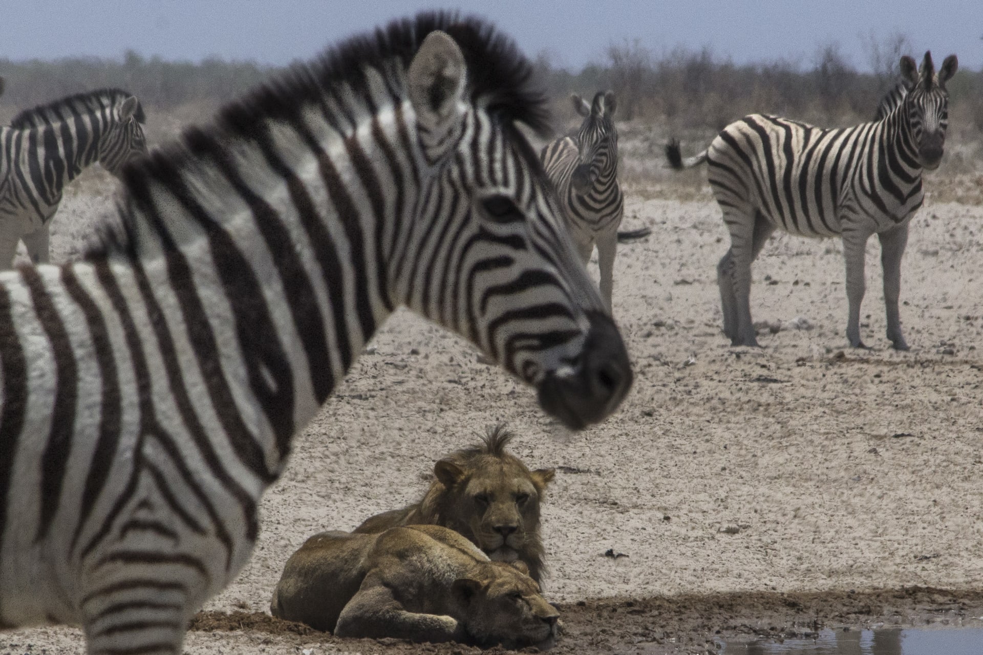 Etosha Waterhole Wildlife Congregation