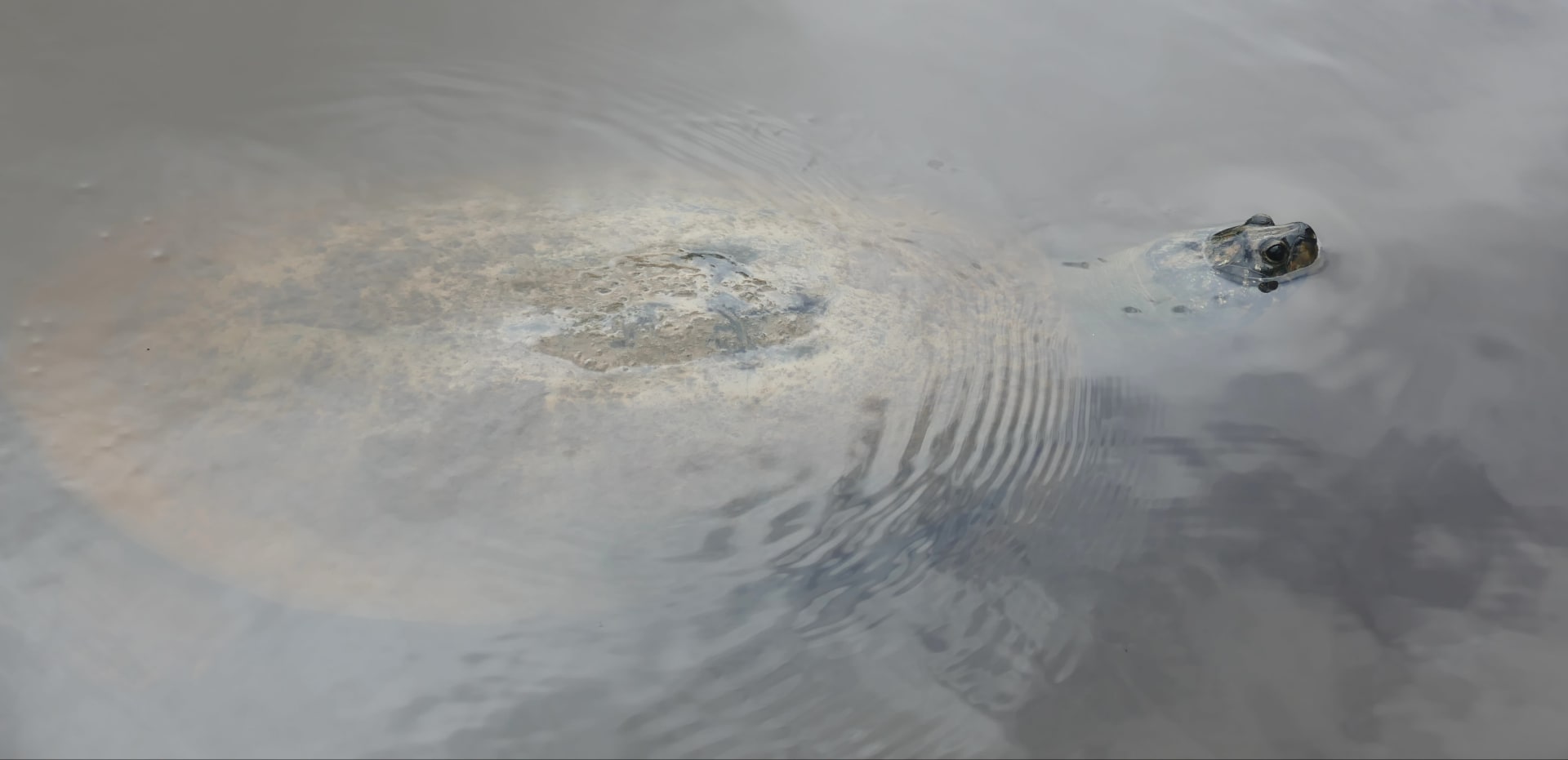 Giant Amazon River Turtle mass nesting