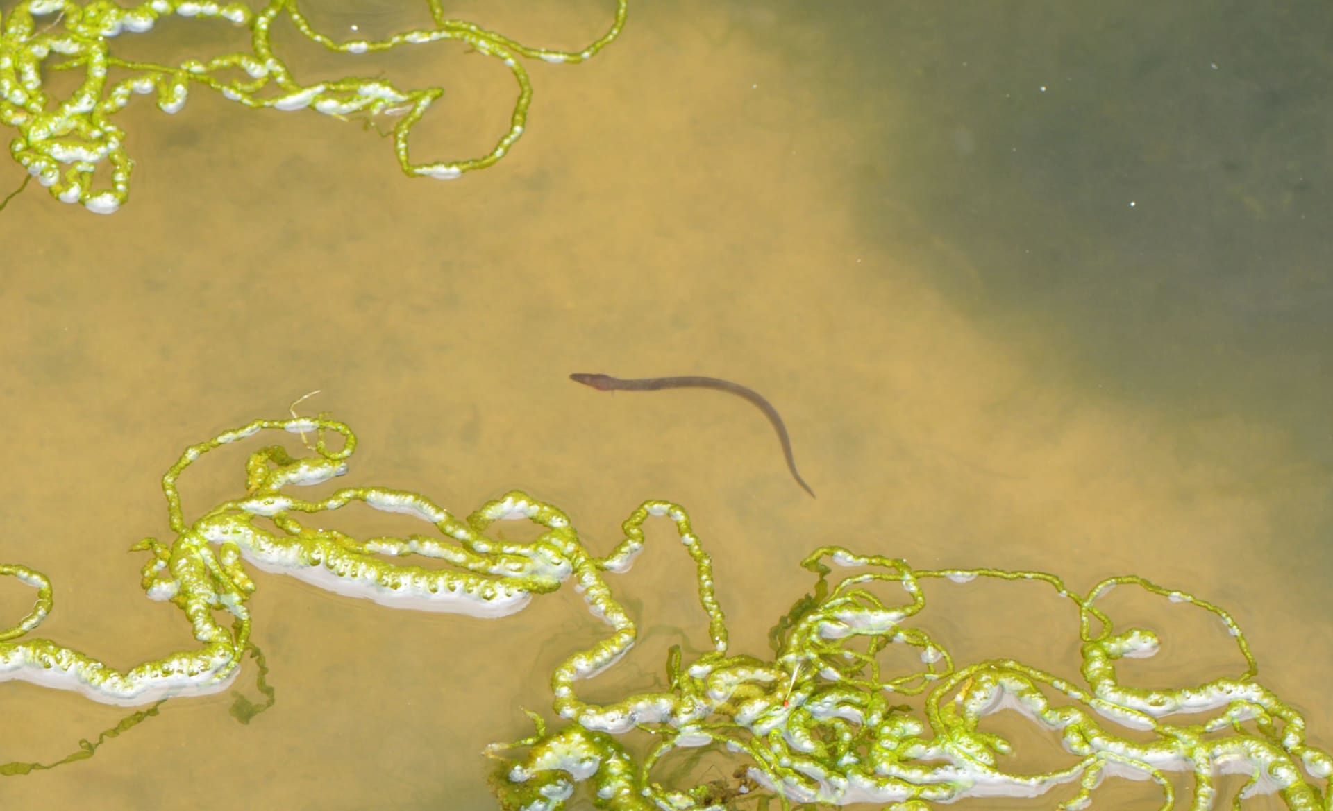 Glass Eel (Elver) Spring Run — Maine, USA