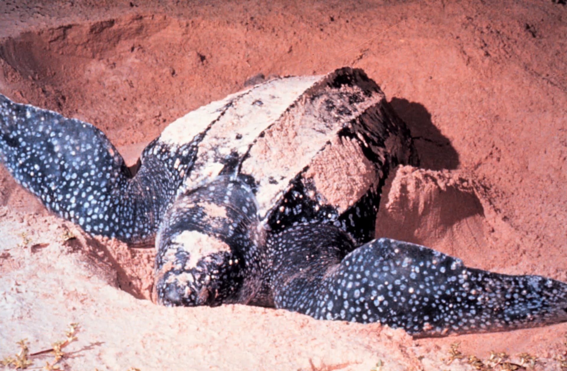 Grande Riviere Leatherback Turtle Mass Nesting