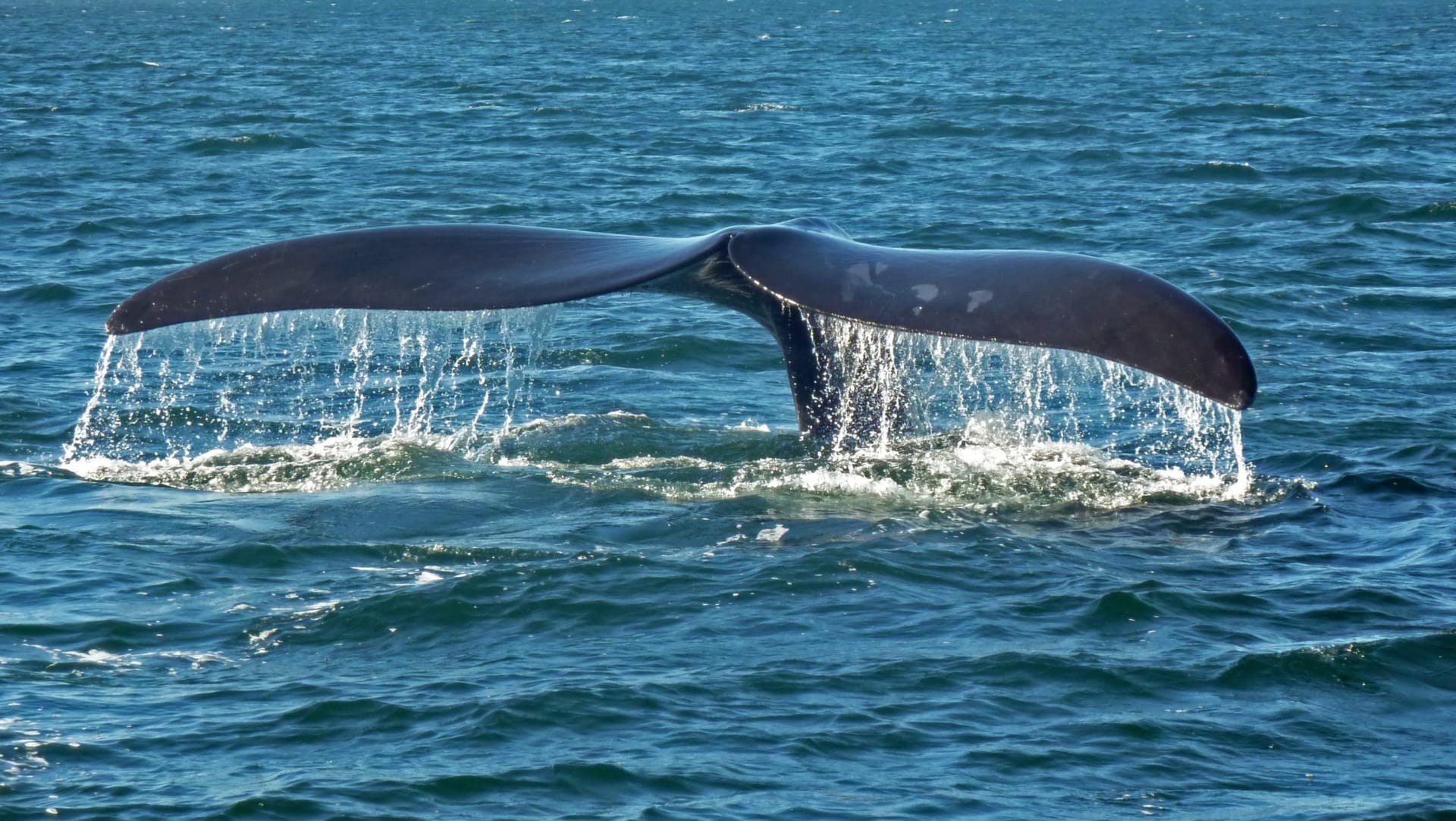 Hermanus Southern Right Whale Calving Season