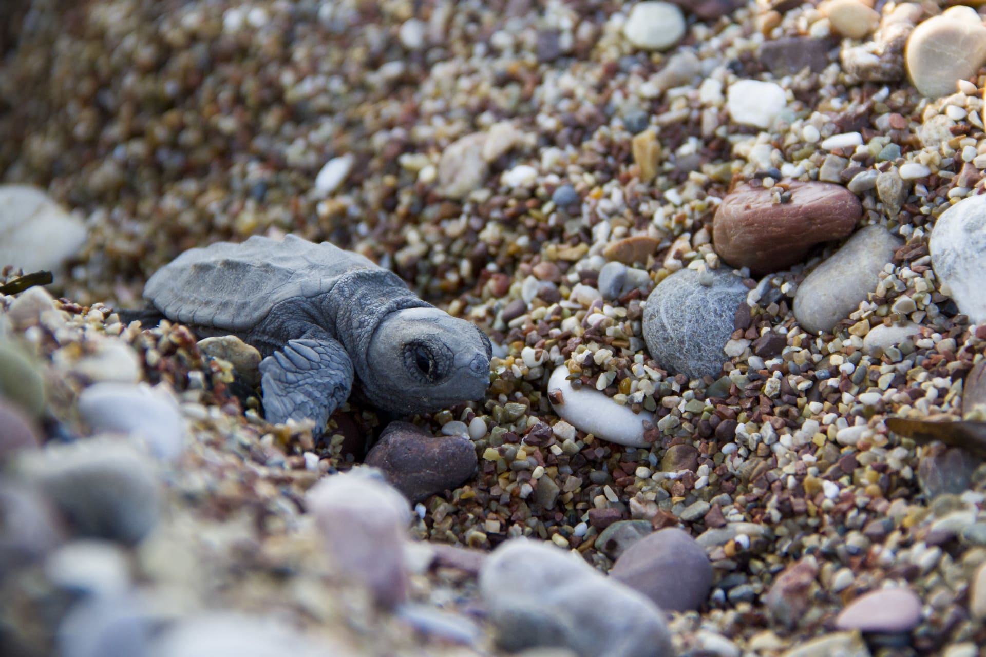 Kyparissia Bay Loggerhead Nesting