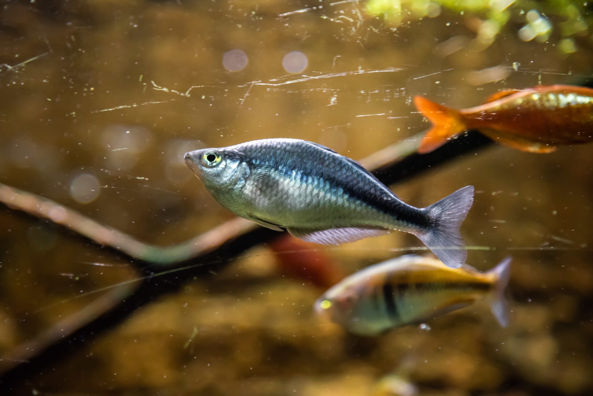 Lake Kutubu Rainbowfish Spawning