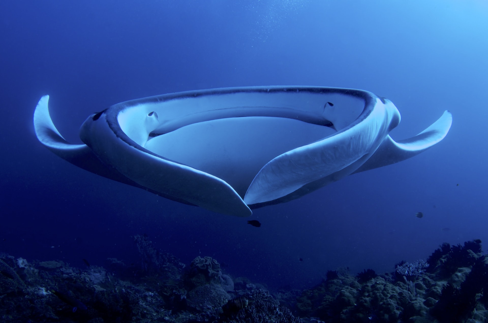 Milne Bay Manta Ray Aggregation