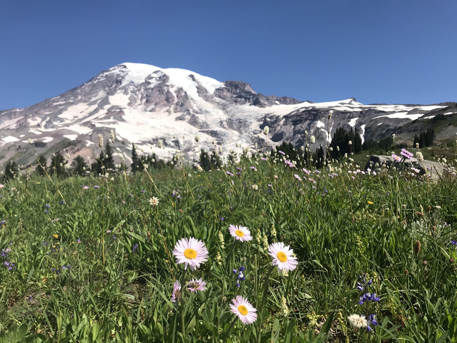 Mount Rainier Subalpine Wildflower Meadows